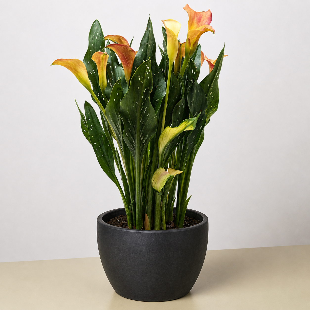 Calla Lily-6" Plant (2pk/$4.5) ($15 Ship/63oz)-The Succulent Source