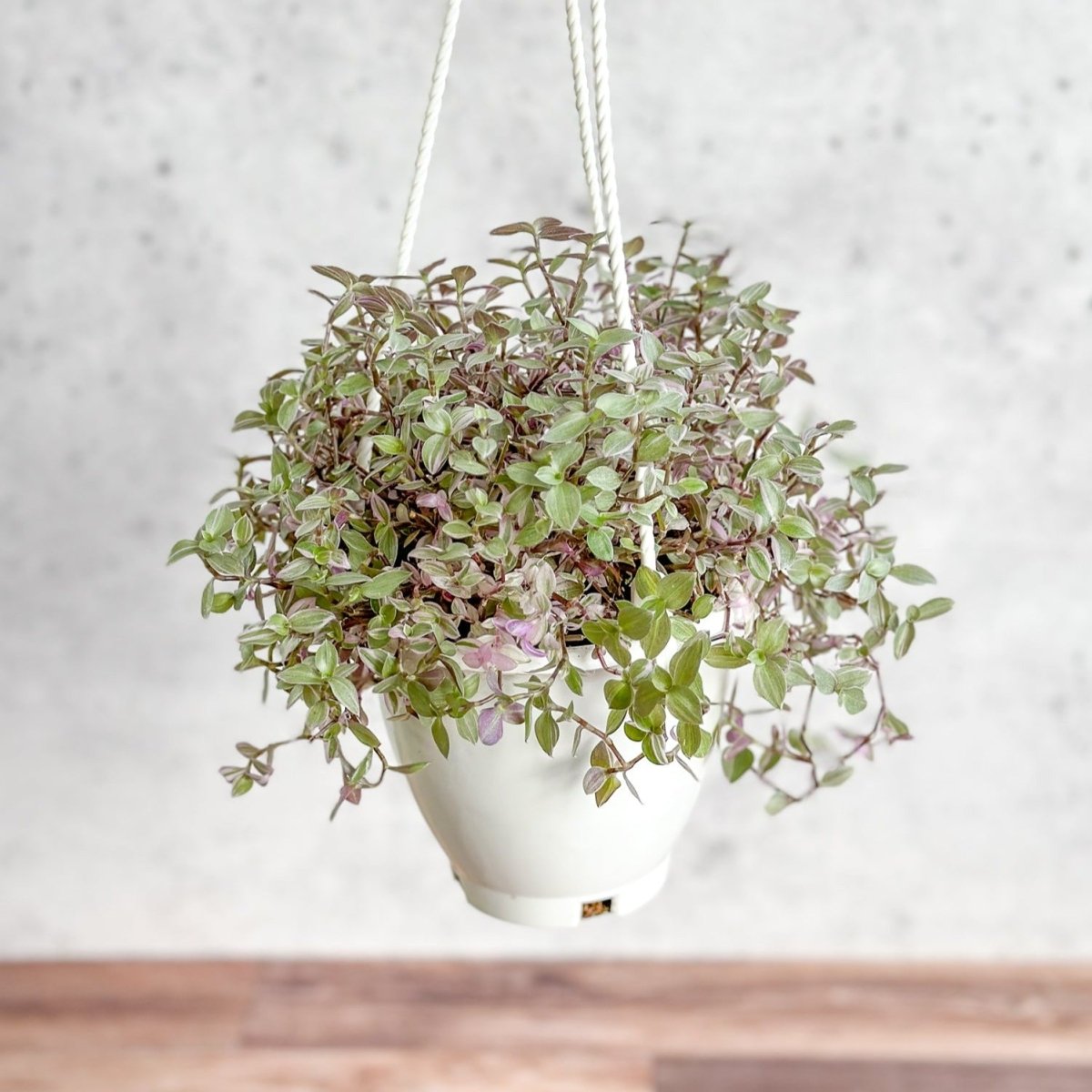 Callisia Repens ‘Pink Passion’ - Turtle Vine Hanging Basket-Potted Houseplants-The Succulent Source