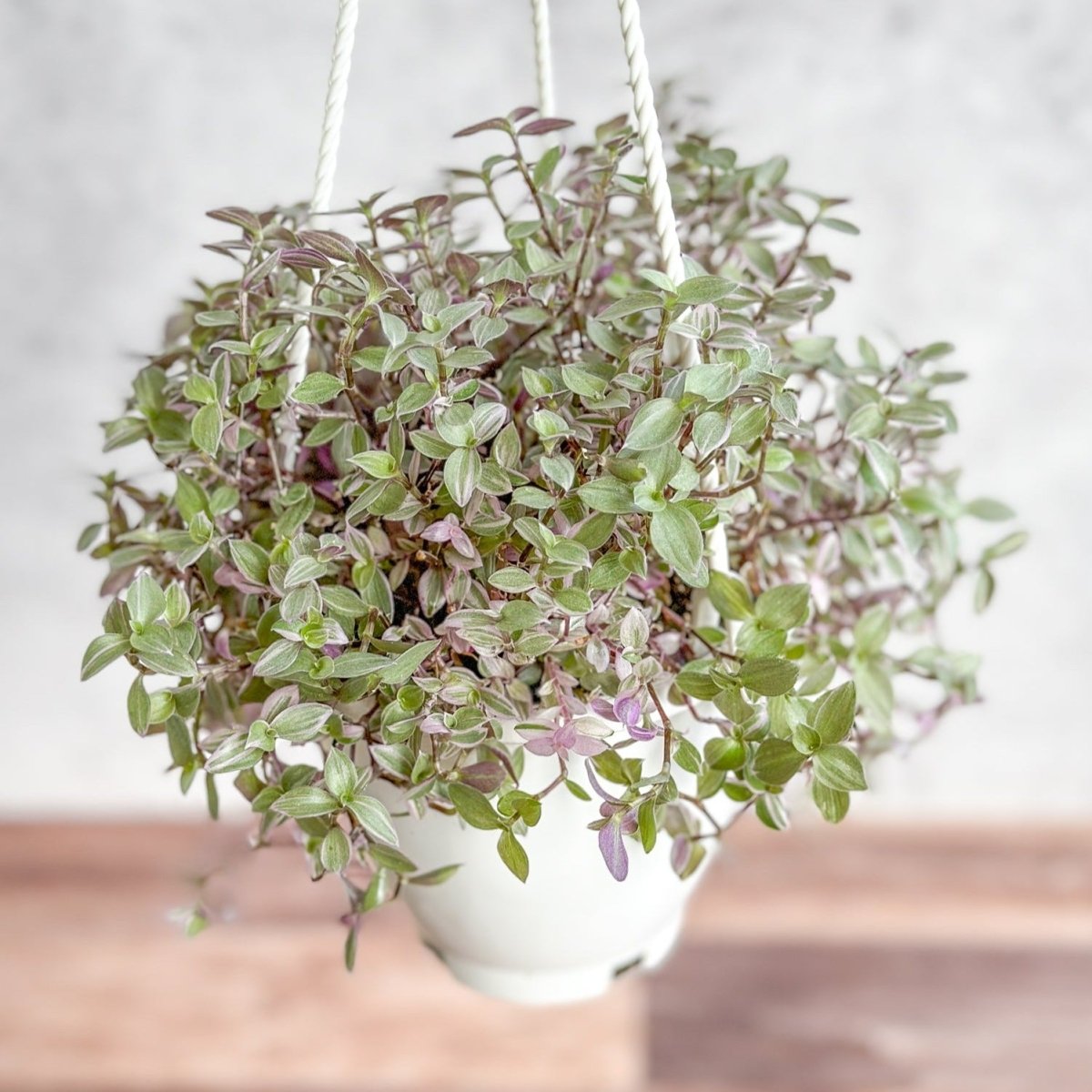 Callisia Repens ‘Pink Passion’ - Turtle Vine Hanging Basket-Potted Houseplants-The Succulent Source