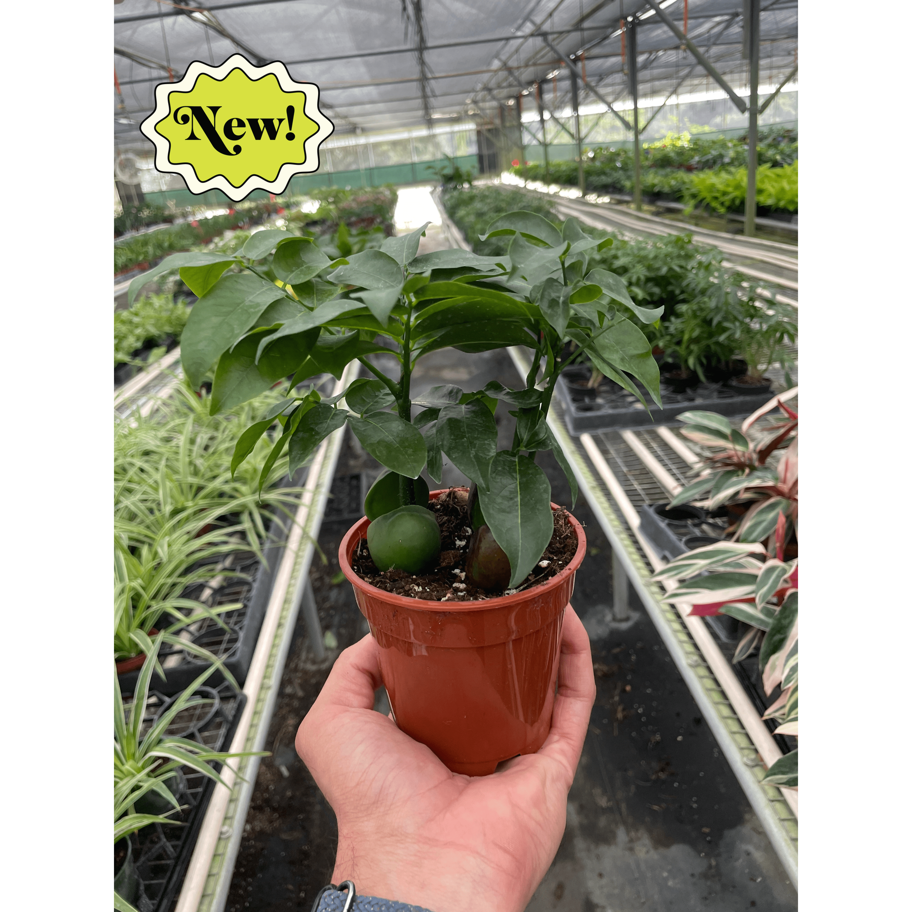 Castanospermum 'Lucky Bean'-Indoor Plants-The Succulent Source