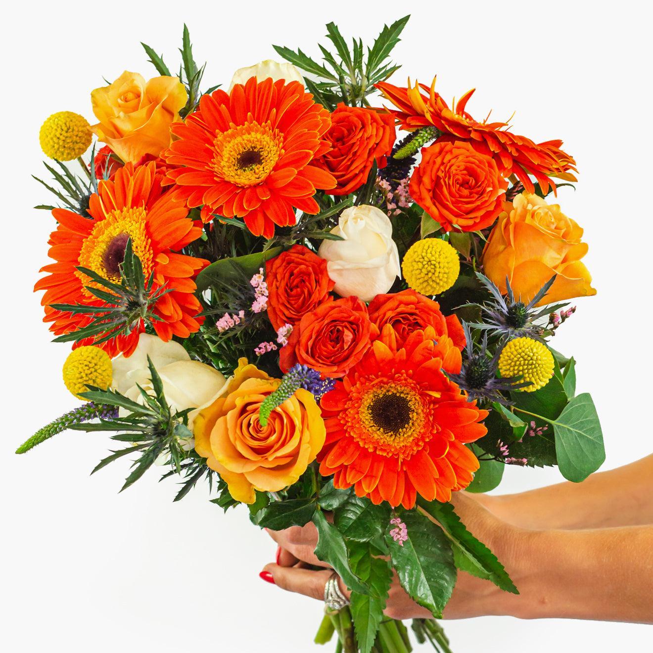 Celebration-The Succulent Source