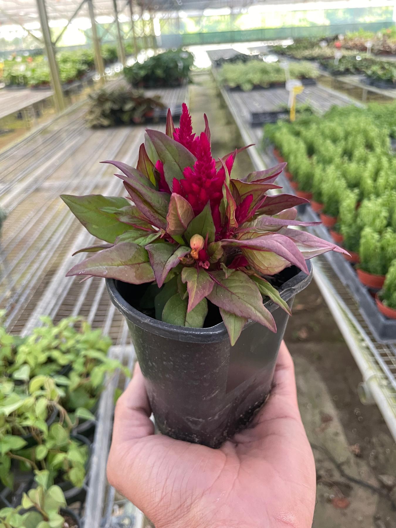 Celosia-Flowering-The Succulent Source