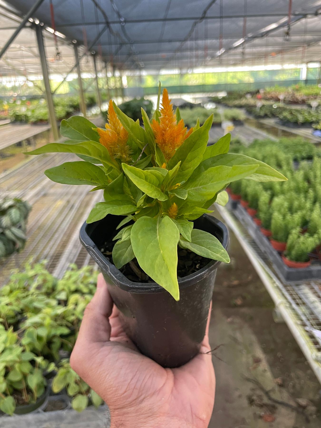 Celosia-Flowering-The Succulent Source
