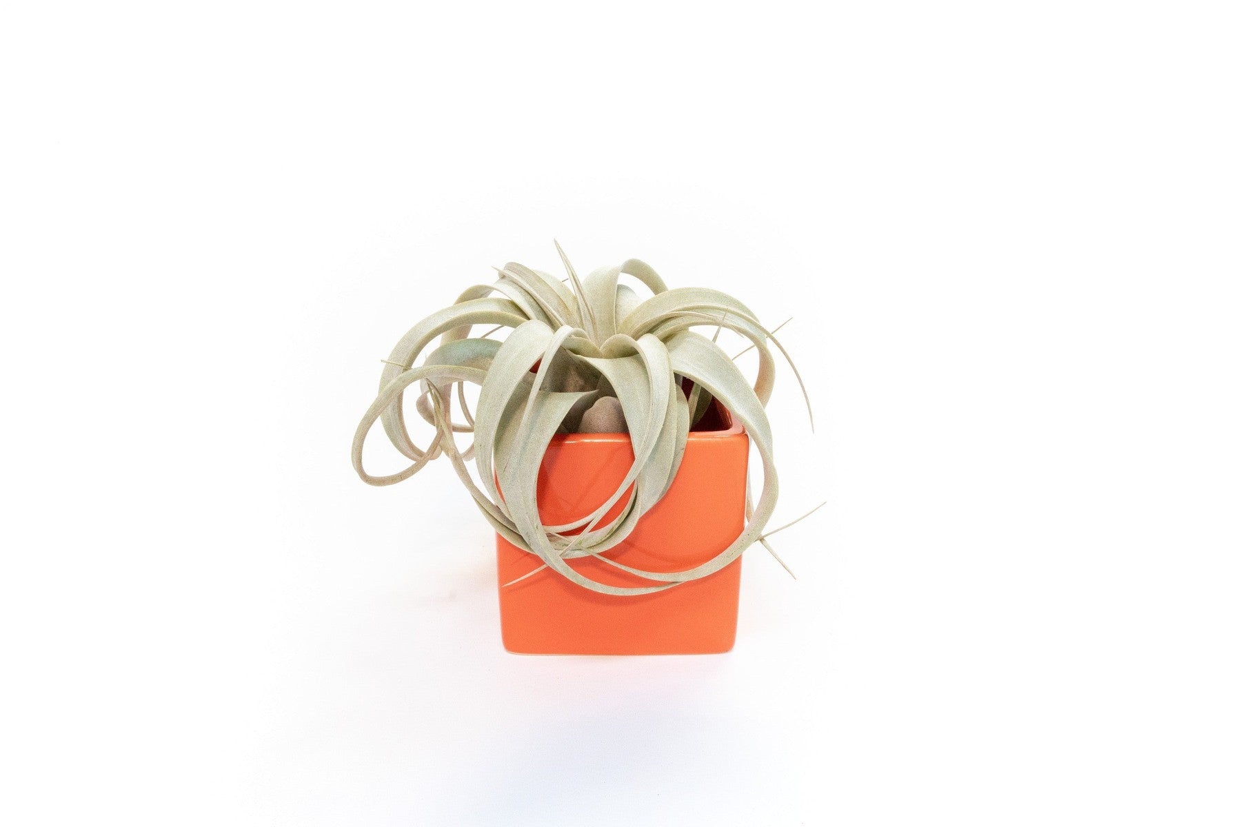 Ceramic Cube Container - Choose Your Custom Color and Tillandsia Air Plant-The Succulent Source