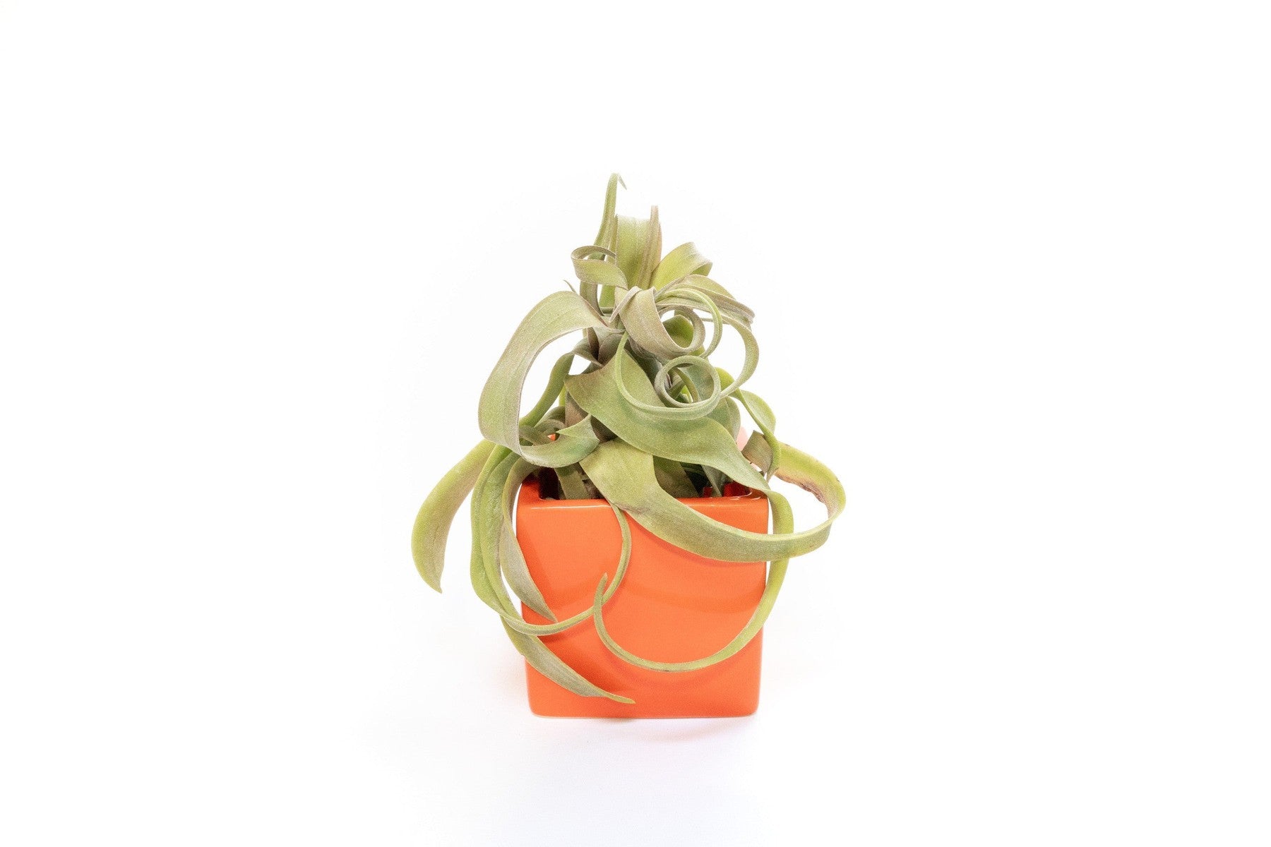 Ceramic Cube Container - Choose Your Custom Color and Tillandsia Air Plant-The Succulent Source