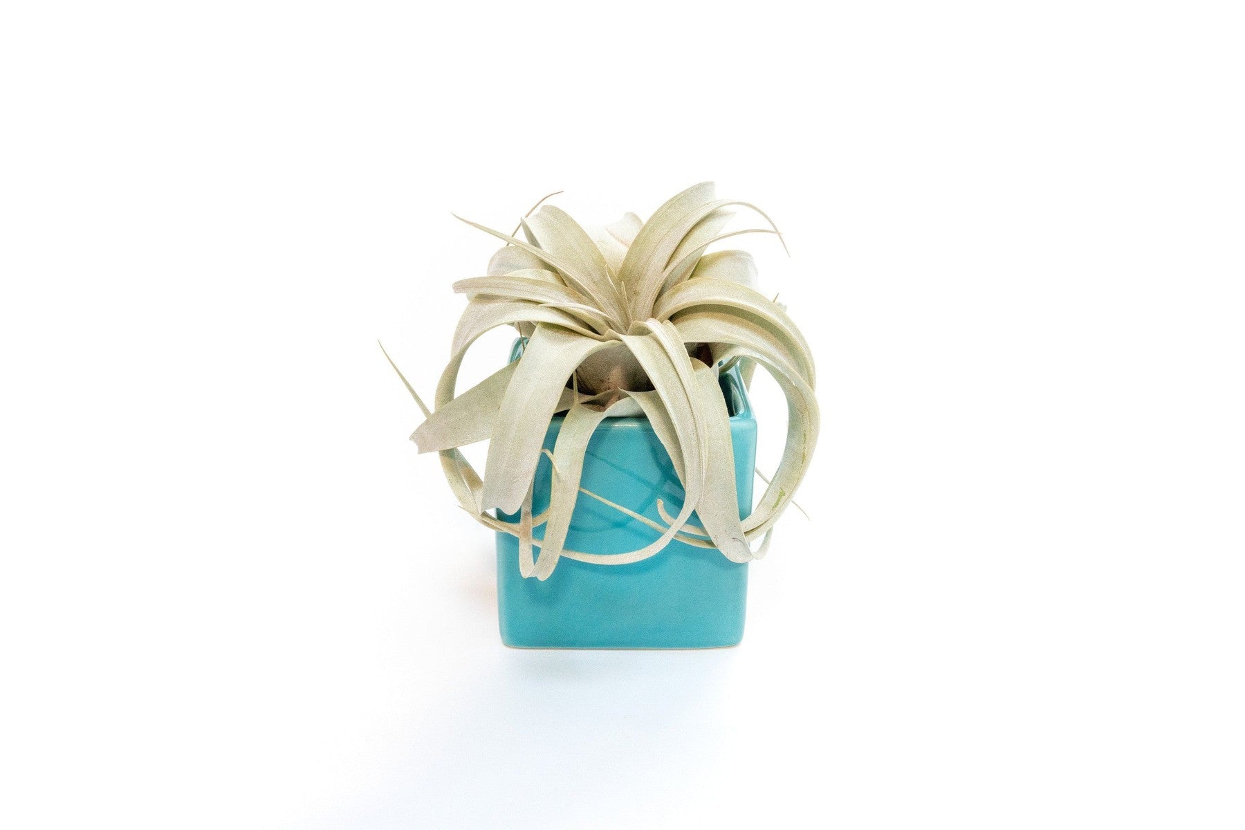 Ceramic Cube Container - Choose Your Custom Color and Tillandsia Air Plant-The Succulent Source