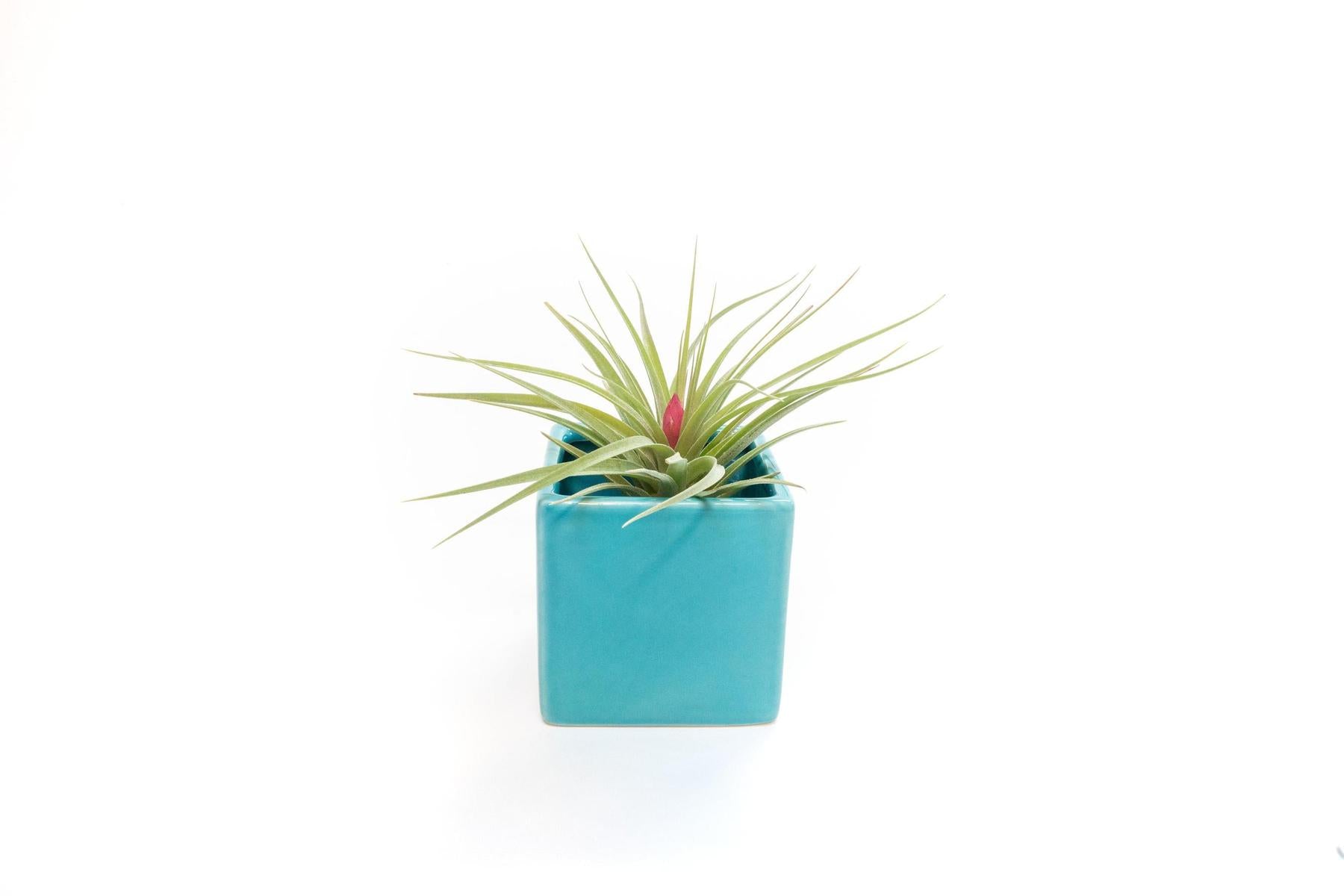 Ceramic Cube Container - Choose Your Custom Color and Tillandsia Air Plant-The Succulent Source