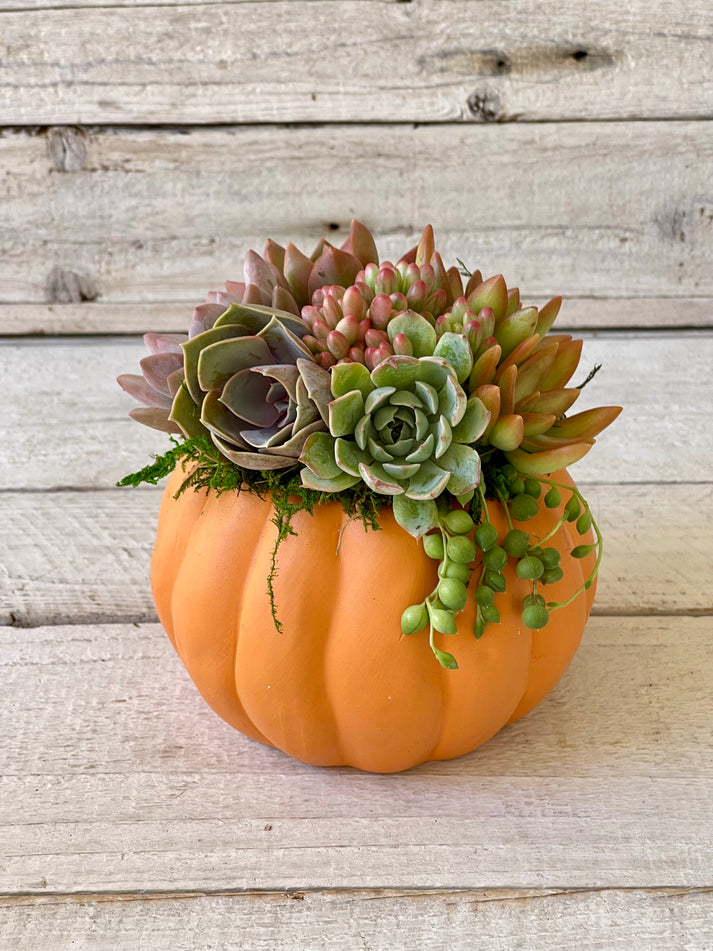 Ceramic Pot Succulent Pumpkin Arrangement-Succulent - Arrangement-The Succulent Source