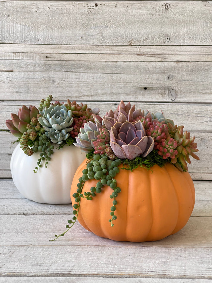 Ceramic Pot Succulent Pumpkin Arrangement-Succulent - Arrangement-The Succulent Source