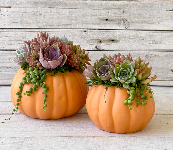 Ceramic Pot Succulent Pumpkin Arrangement-Succulent - Arrangement-The Succulent Source