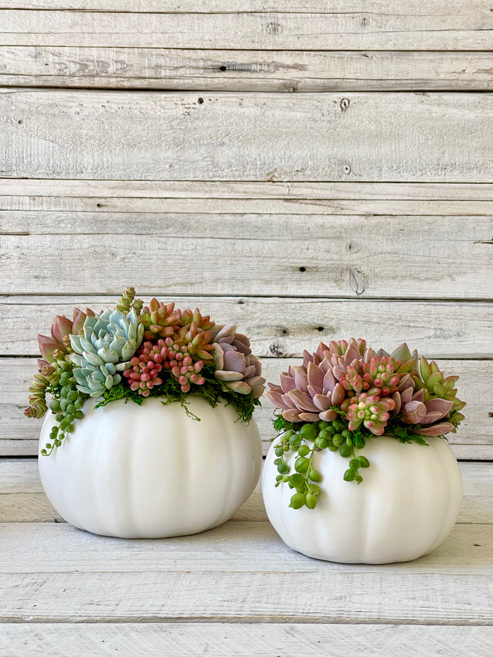 Ceramic Pot Succulent Pumpkin Arrangement-Succulent - Arrangement-The Succulent Source