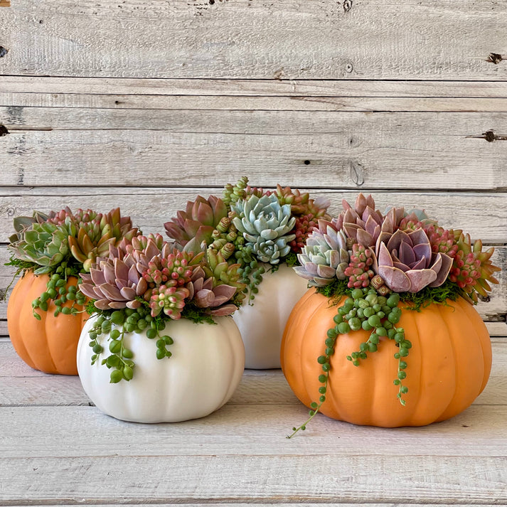 Ceramic Pot Succulent Pumpkin Arrangement-Succulent - Arrangement-The Succulent Source