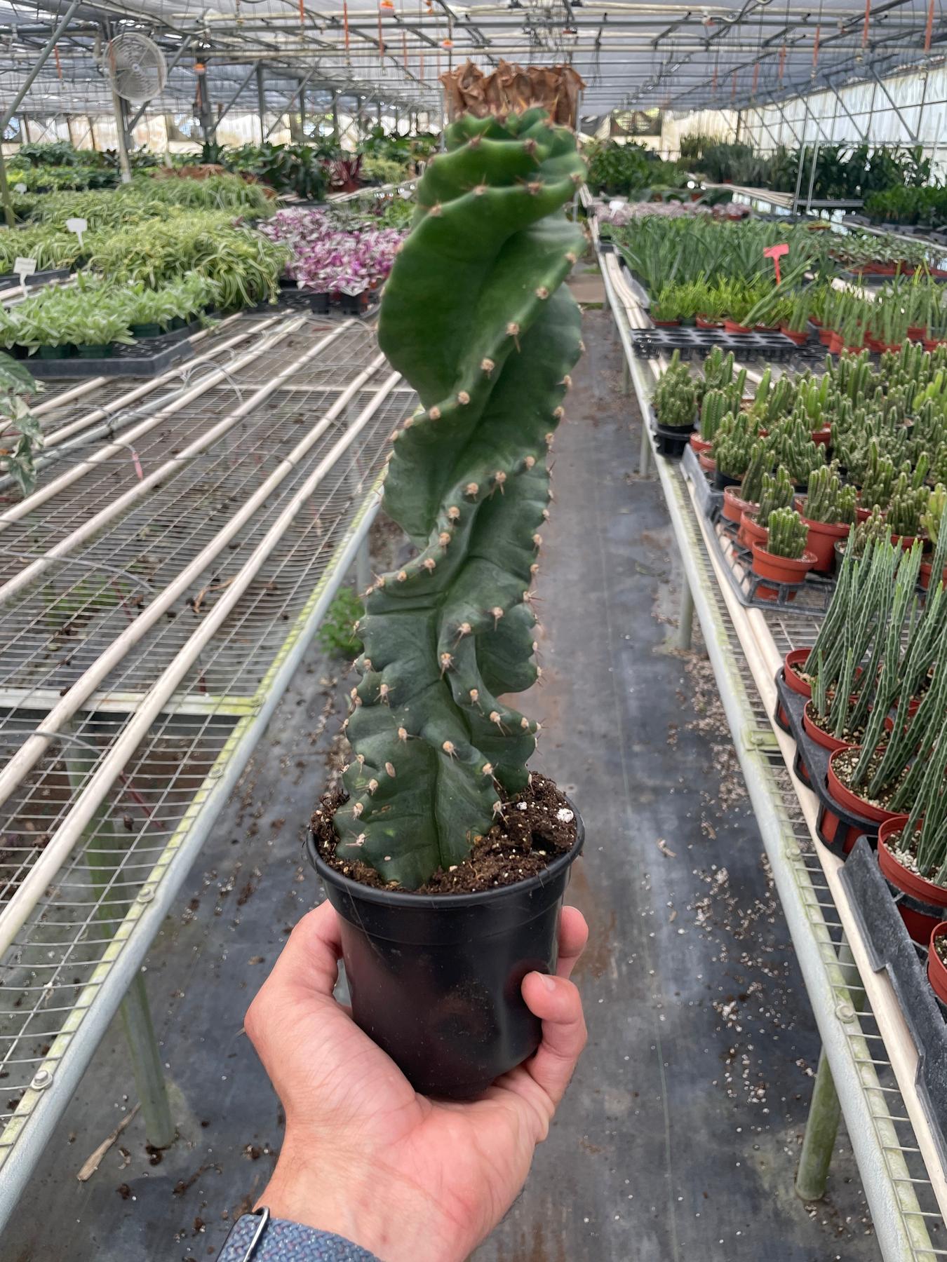 Cereus forbesii 'Spiralis'-Indoor Plants-The Succulent Source