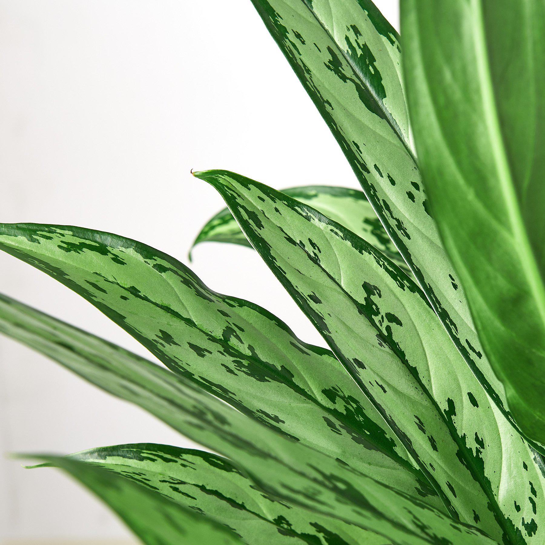 Chinese Evergreen 'Cutlass'-Indoor Plants-The Succulent Source