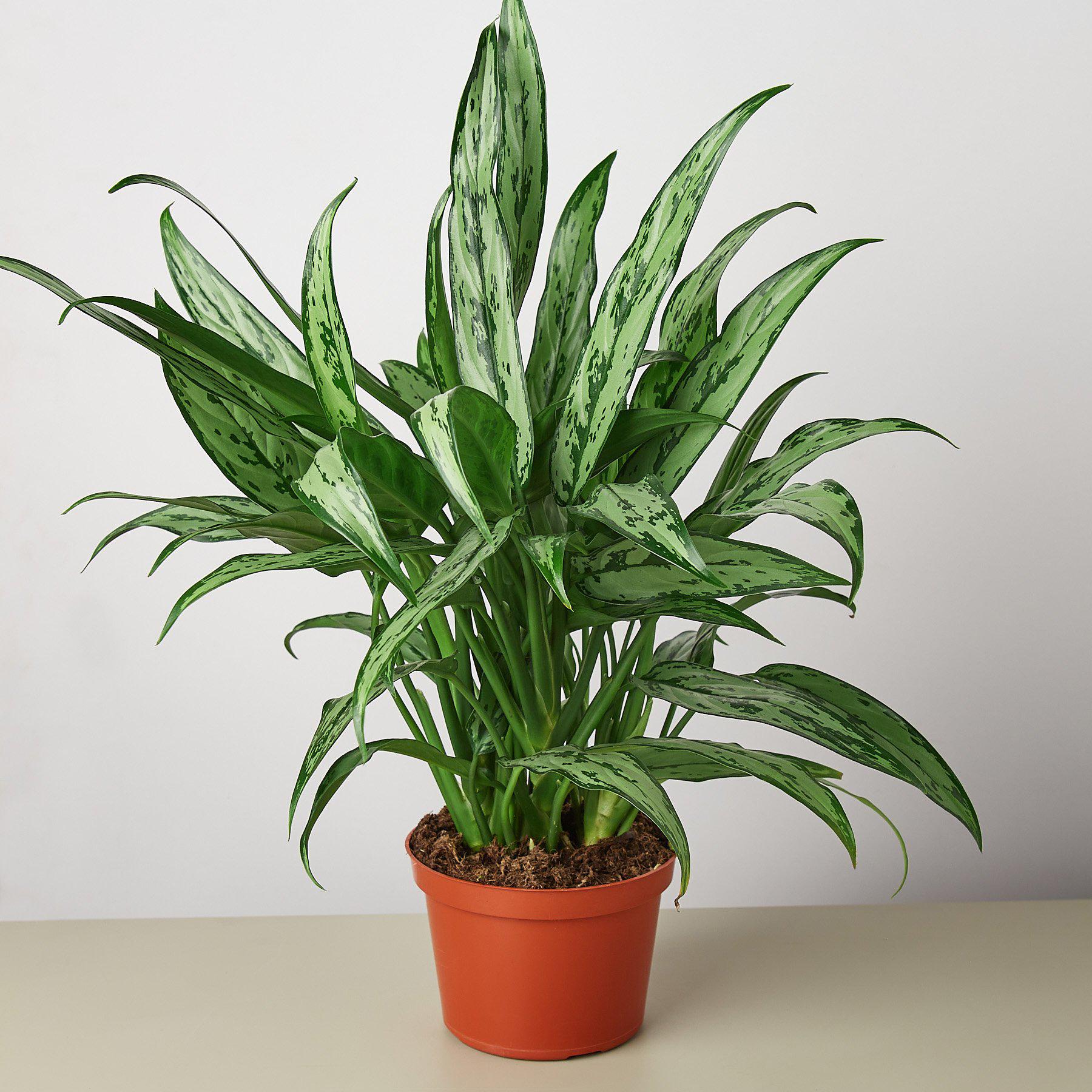 Chinese Evergreen 'Cutlass'-Indoor Plants-The Succulent Source