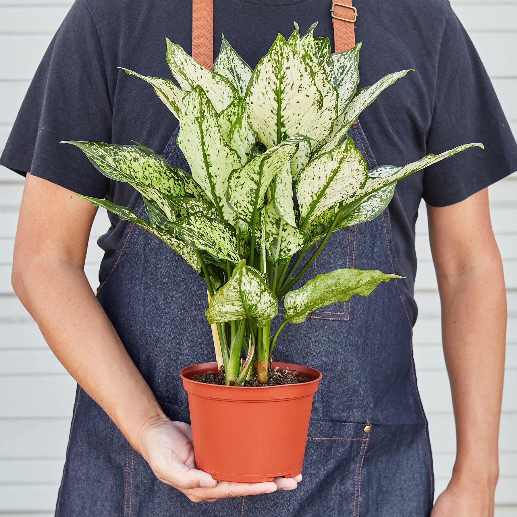 Chinese Evergreen 'First Diamond'-Indoor Plants-The Succulent Source