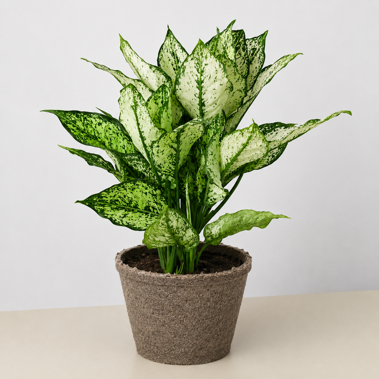 Chinese Evergreen 'First Diamond'-Indoor Plants-The Succulent Source