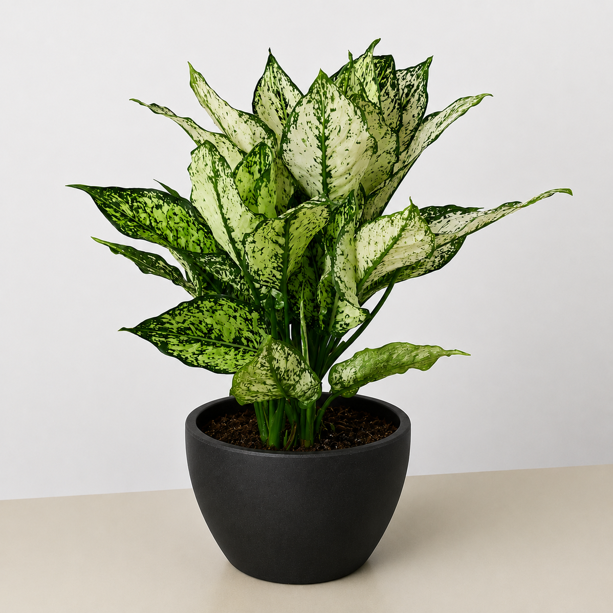 Chinese Evergreen 'First Diamond'-Indoor Plants-The Succulent Source