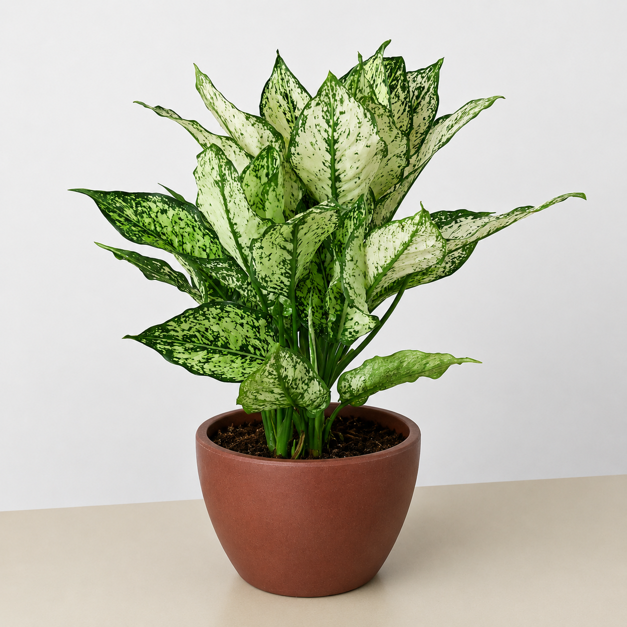 Chinese Evergreen 'First Diamond'-Indoor Plants-The Succulent Source