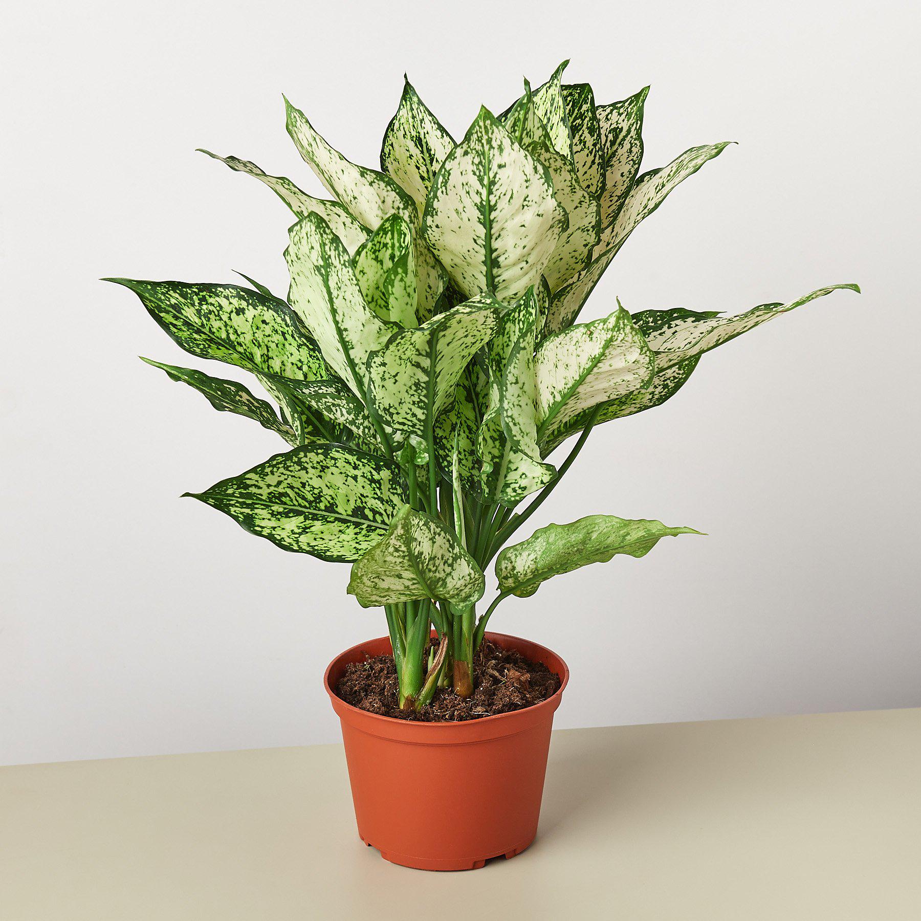 Chinese Evergreen 'First Diamond'-Indoor Plants-The Succulent Source