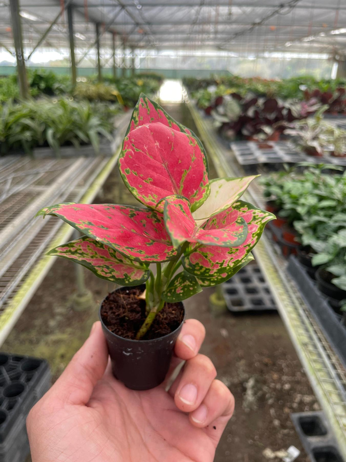 Chinese Evergreen 'Lady Valentine'-Indoor Plants-The Succulent Source