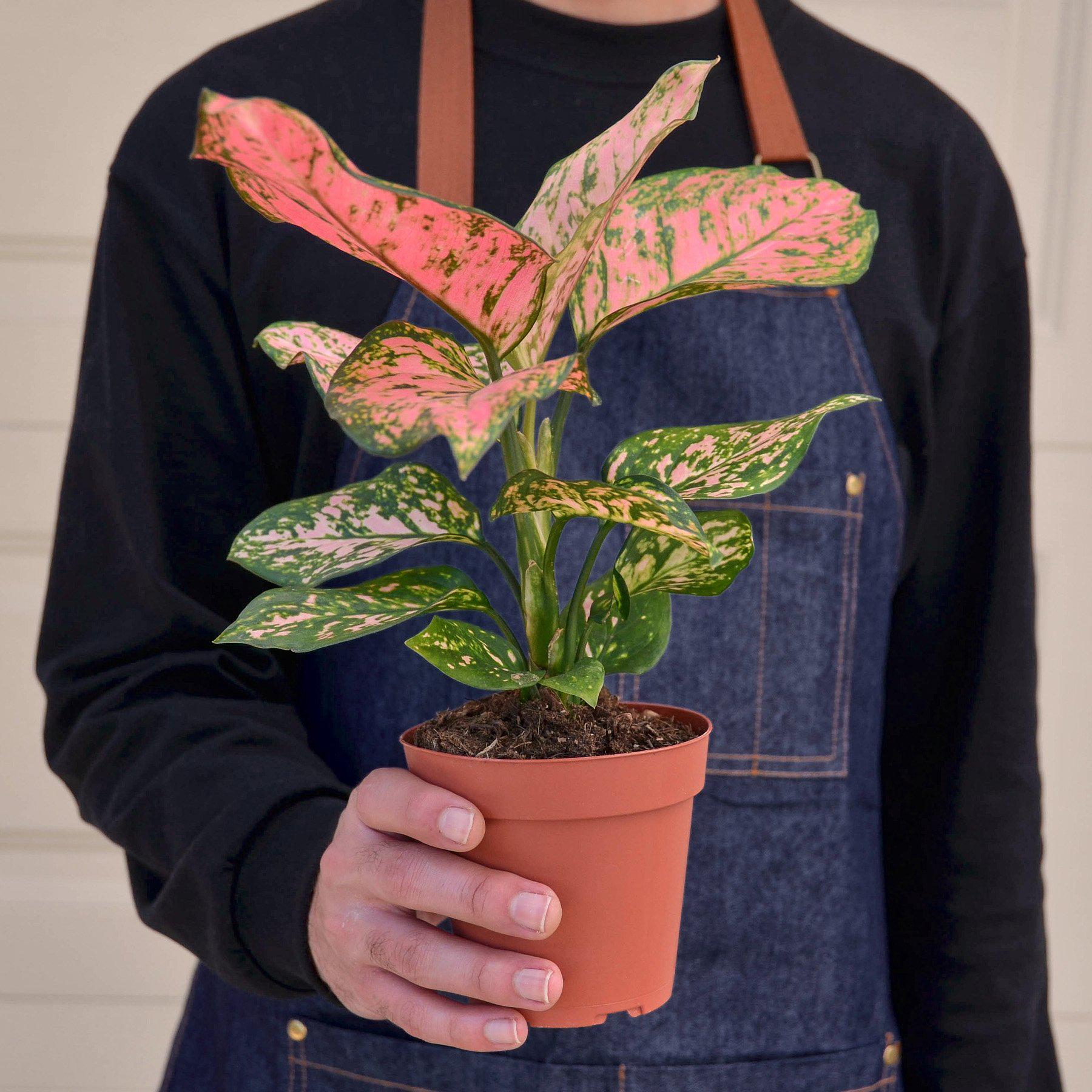 Chinese Evergreen 'Lady Valentine'-Indoor Plants-The Succulent Source