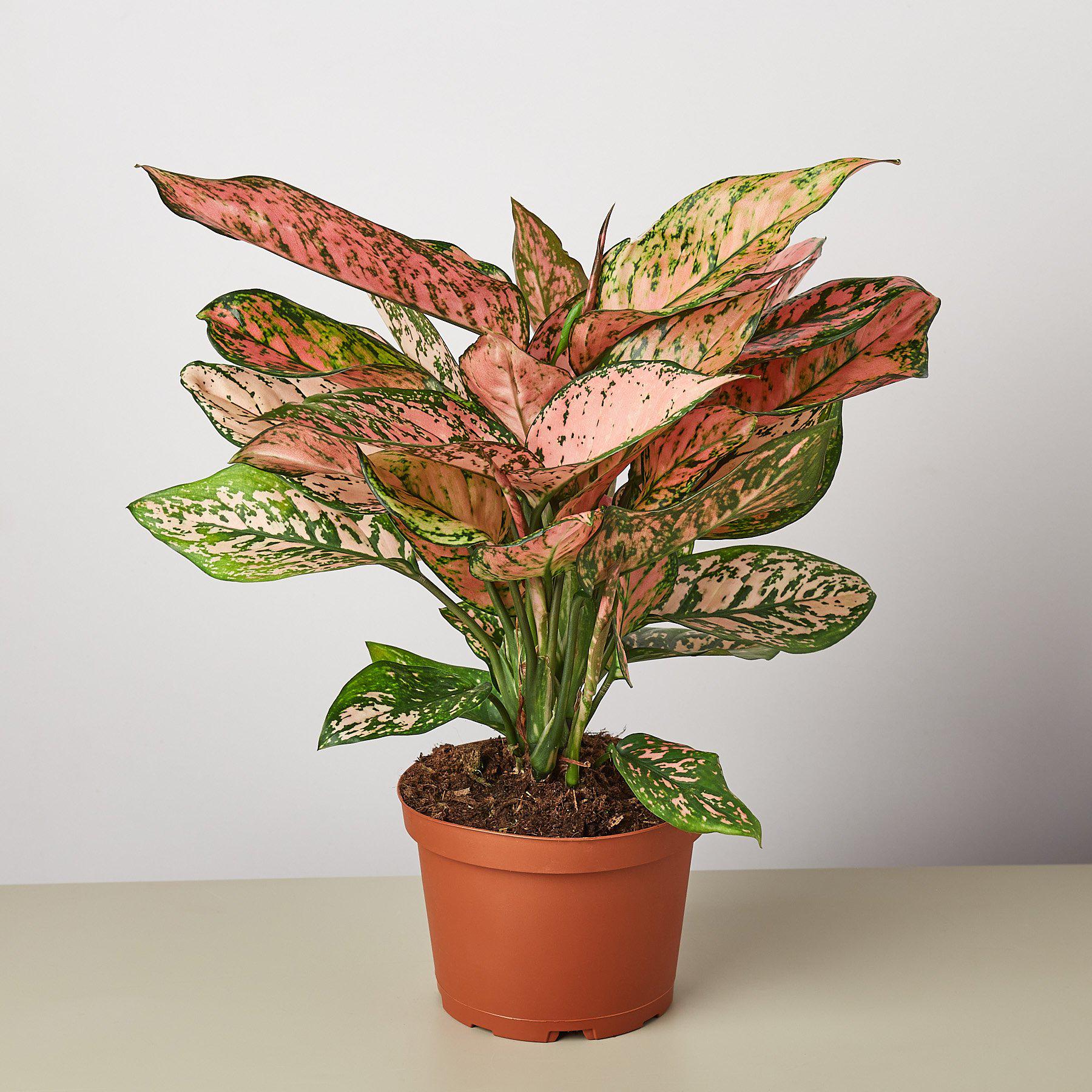 Chinese Evergreen 'Lady Valentine'-Indoor Plants-The Succulent Source