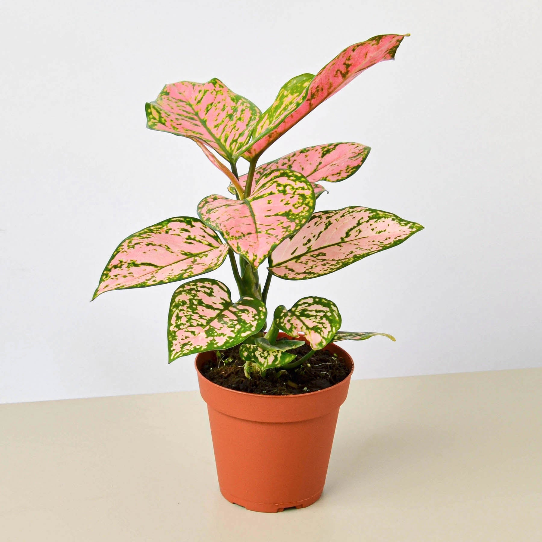 Chinese Evergreen 'Lady Valentine'-Indoor Plants-The Succulent Source