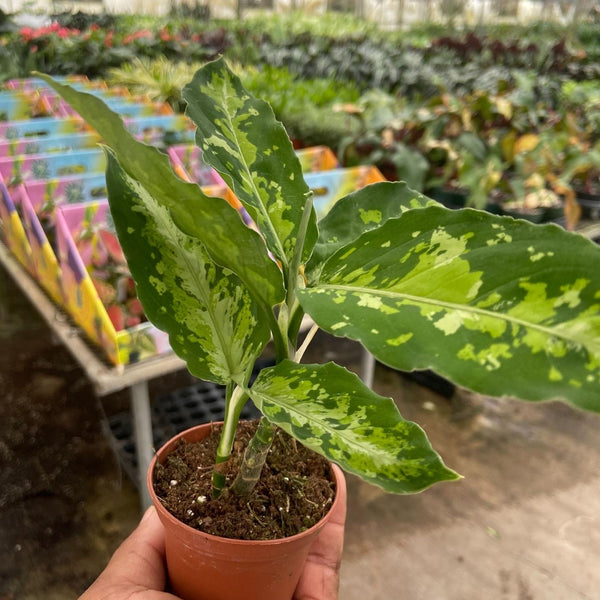 aglaonema pictum tricolor for sale australia Chinese Evergreen Pictum Tricolor
