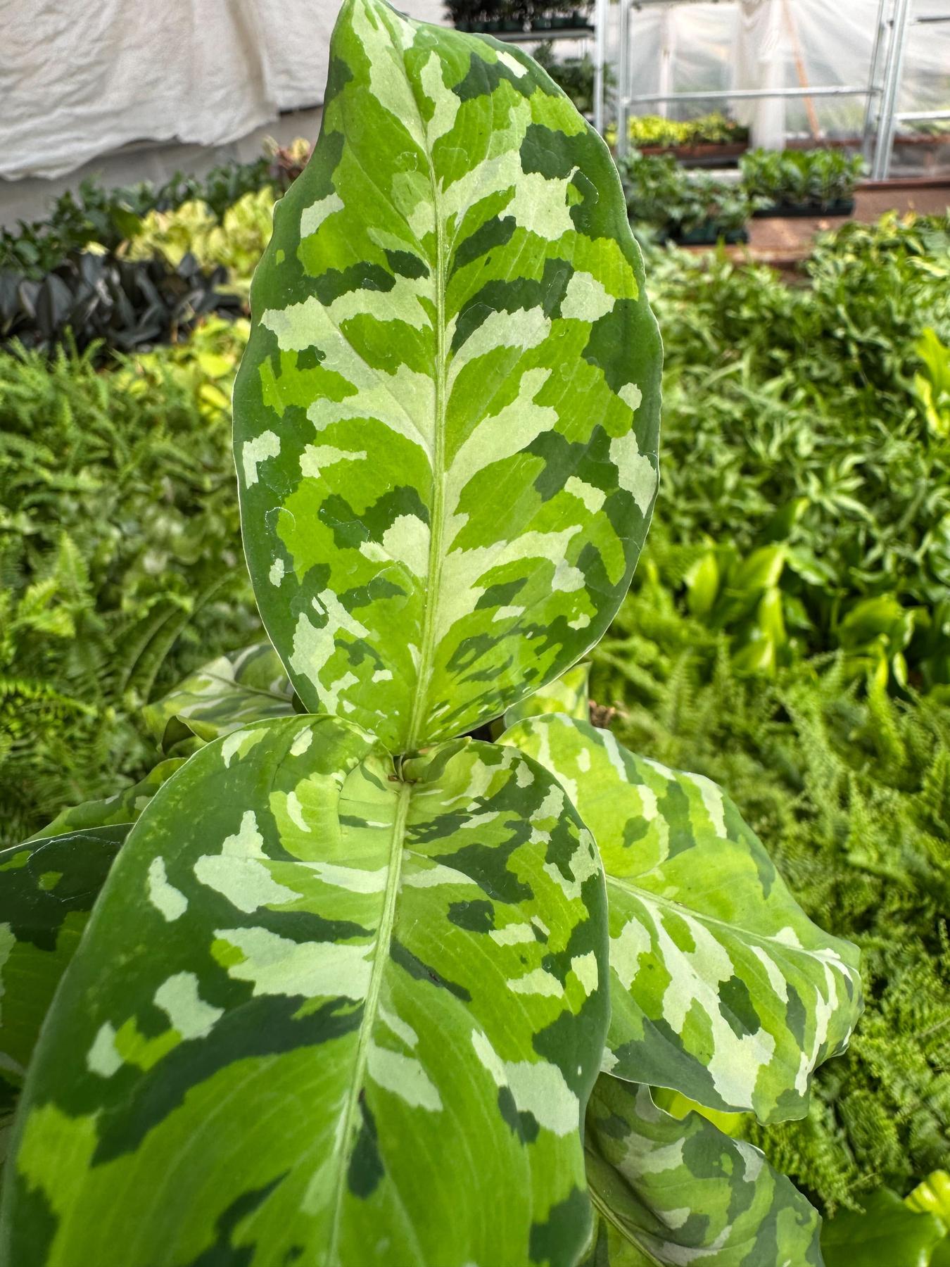 Chinese Evergreen Pictum Tricolor-4" Plant-The Succulent Source