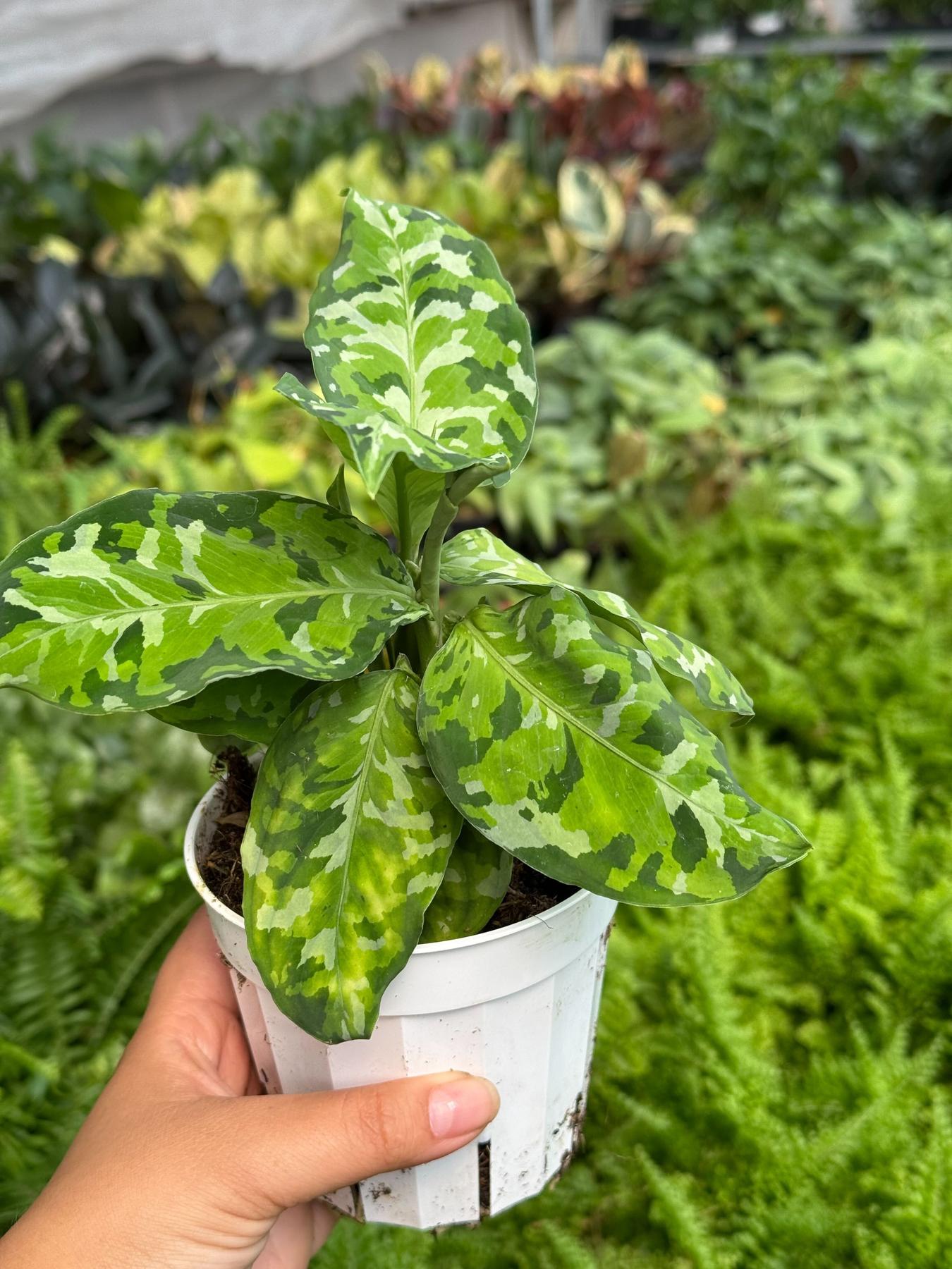 Chinese Evergreen Pictum Tricolor-4" Plant-The Succulent Source