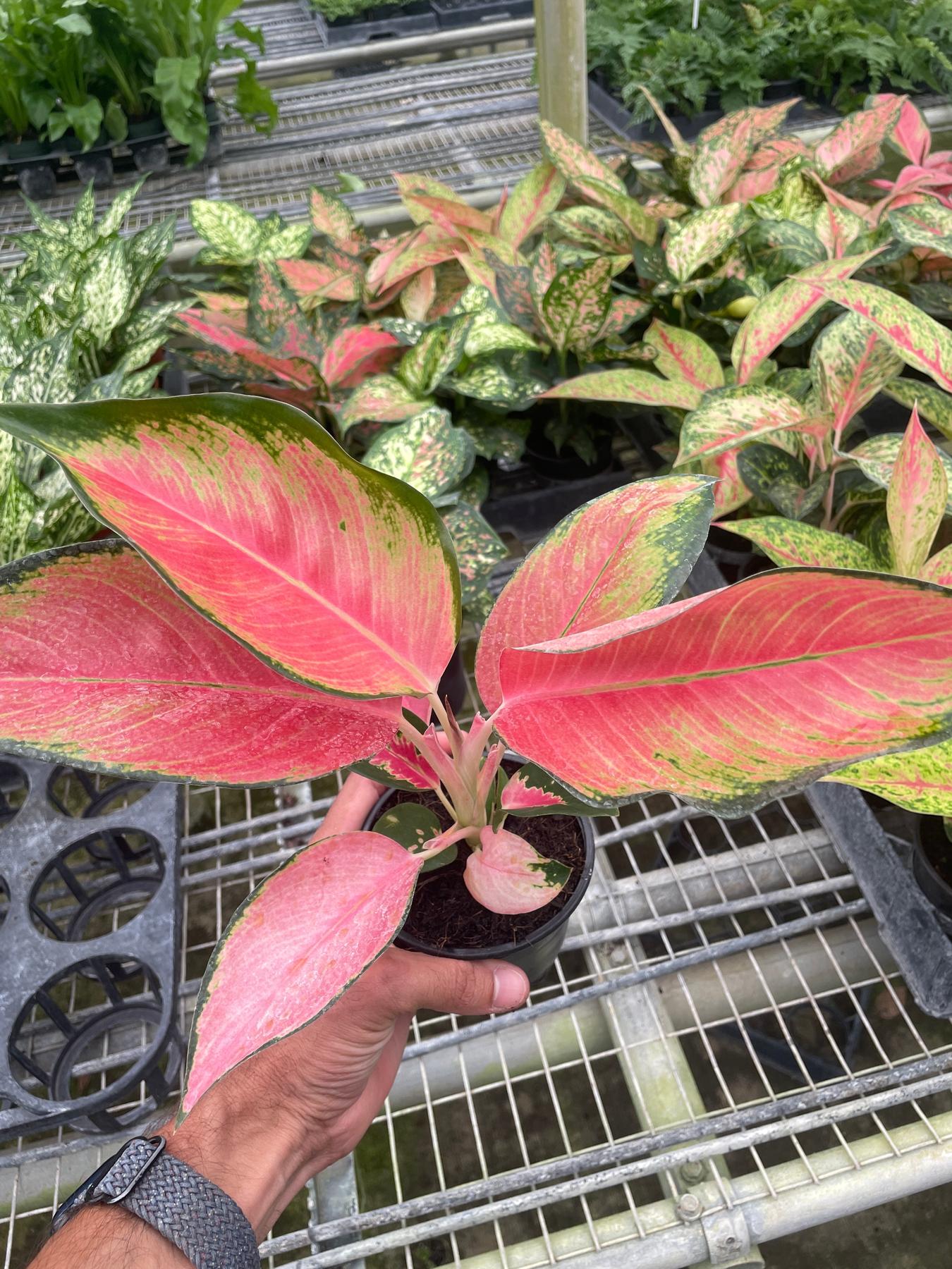 Chinese Evergreen 'Pink Pearl'-4" Plant-The Succulent Source