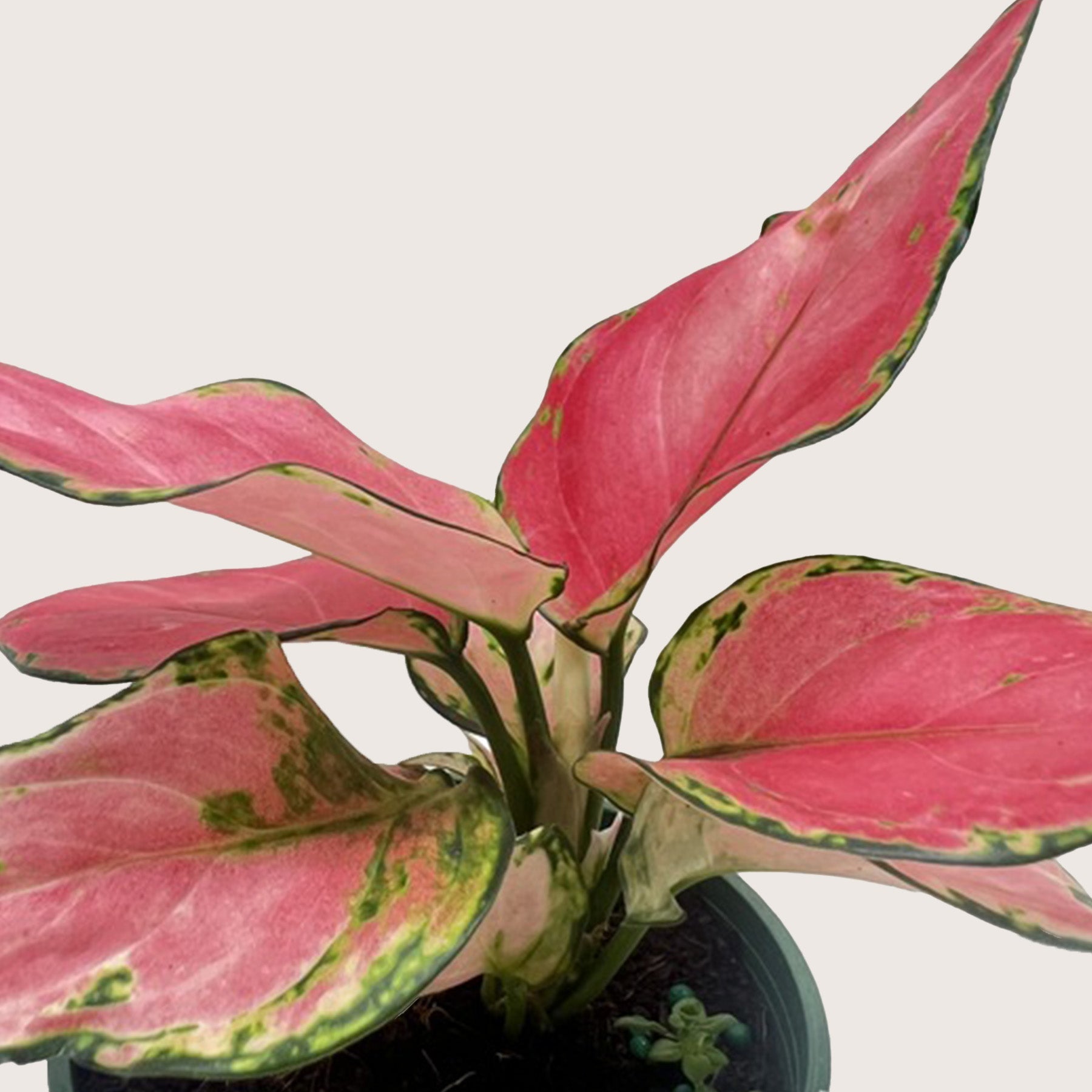 Chinese Evergreen 'Rich Red'-4" Plant-The Succulent Source