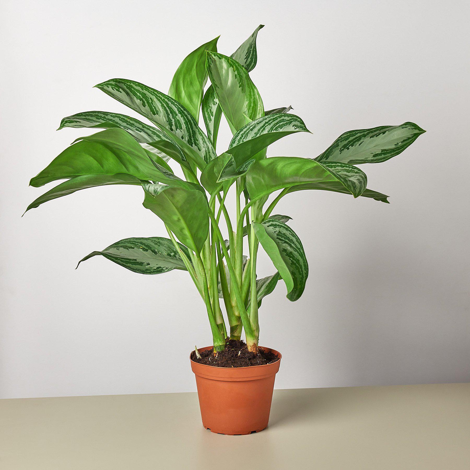 Chinese Evergreen 'Silver Bay'-Indoor Plants-The Succulent Source