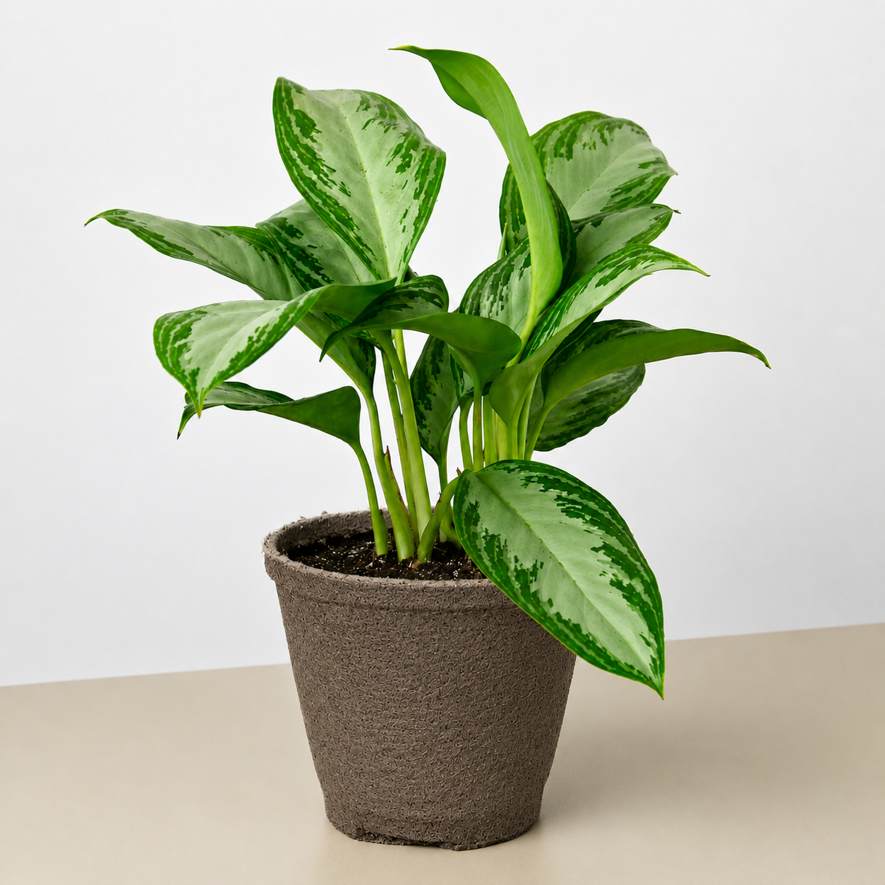 Chinese Evergreen 'Silver Bay'-Indoor Plants-The Succulent Source