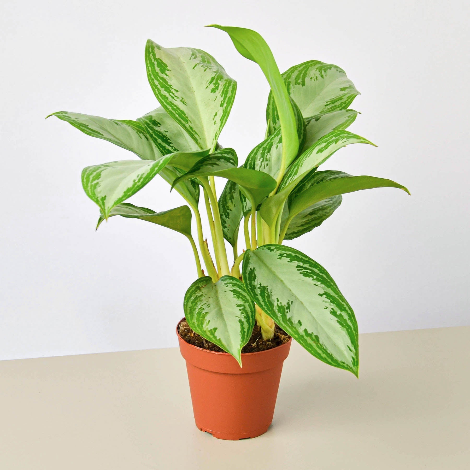 Chinese Evergreen 'Silver Bay'-Indoor Plants-The Succulent Source
