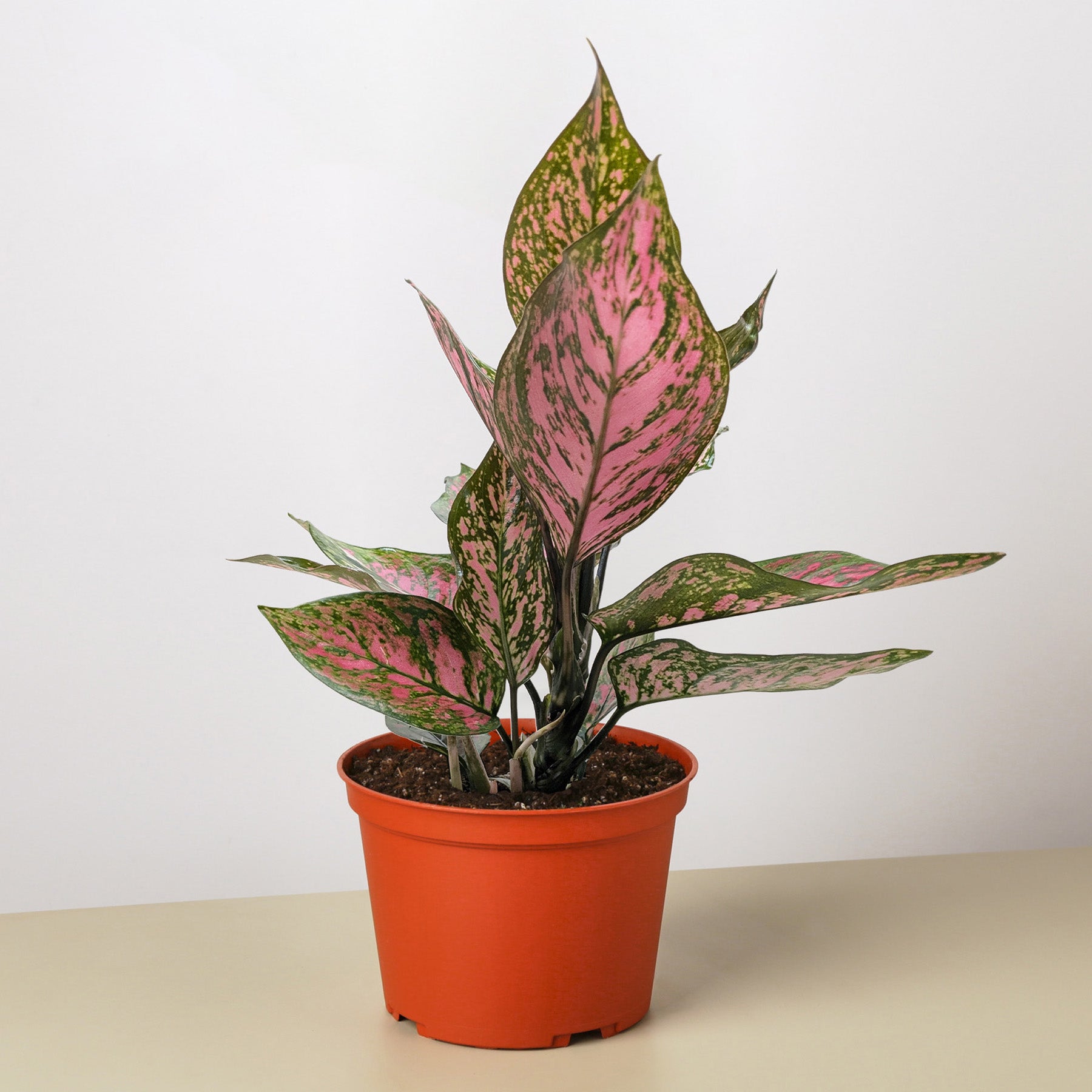 Chinese Evergreen 'Wishes'-4" Plant-The Succulent Source