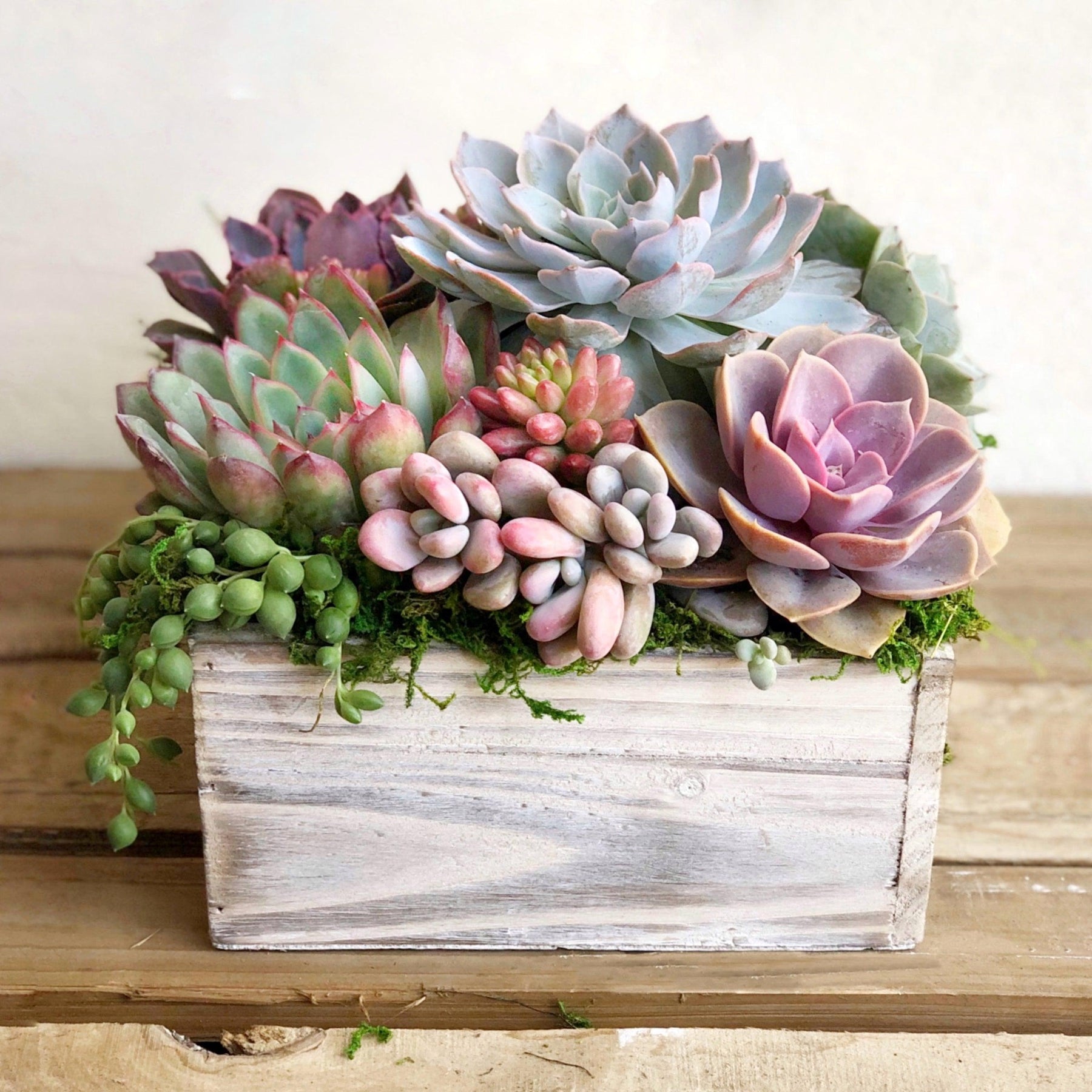 Chloe Succulent Arrangement.