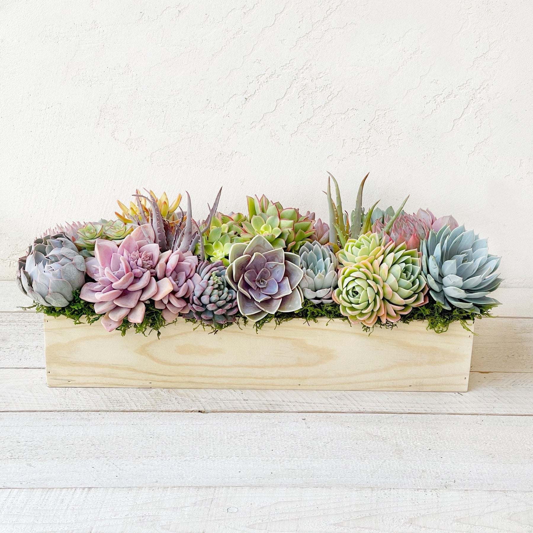 Clementine Succulent Planter.