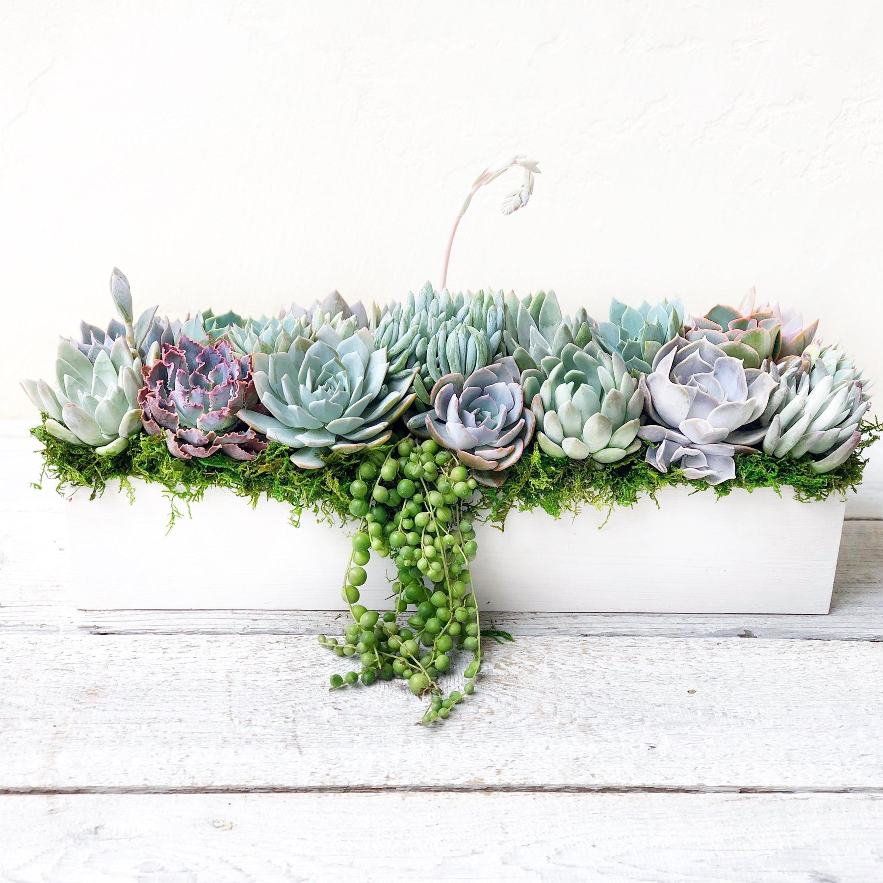 Clementine Succulent Planter.