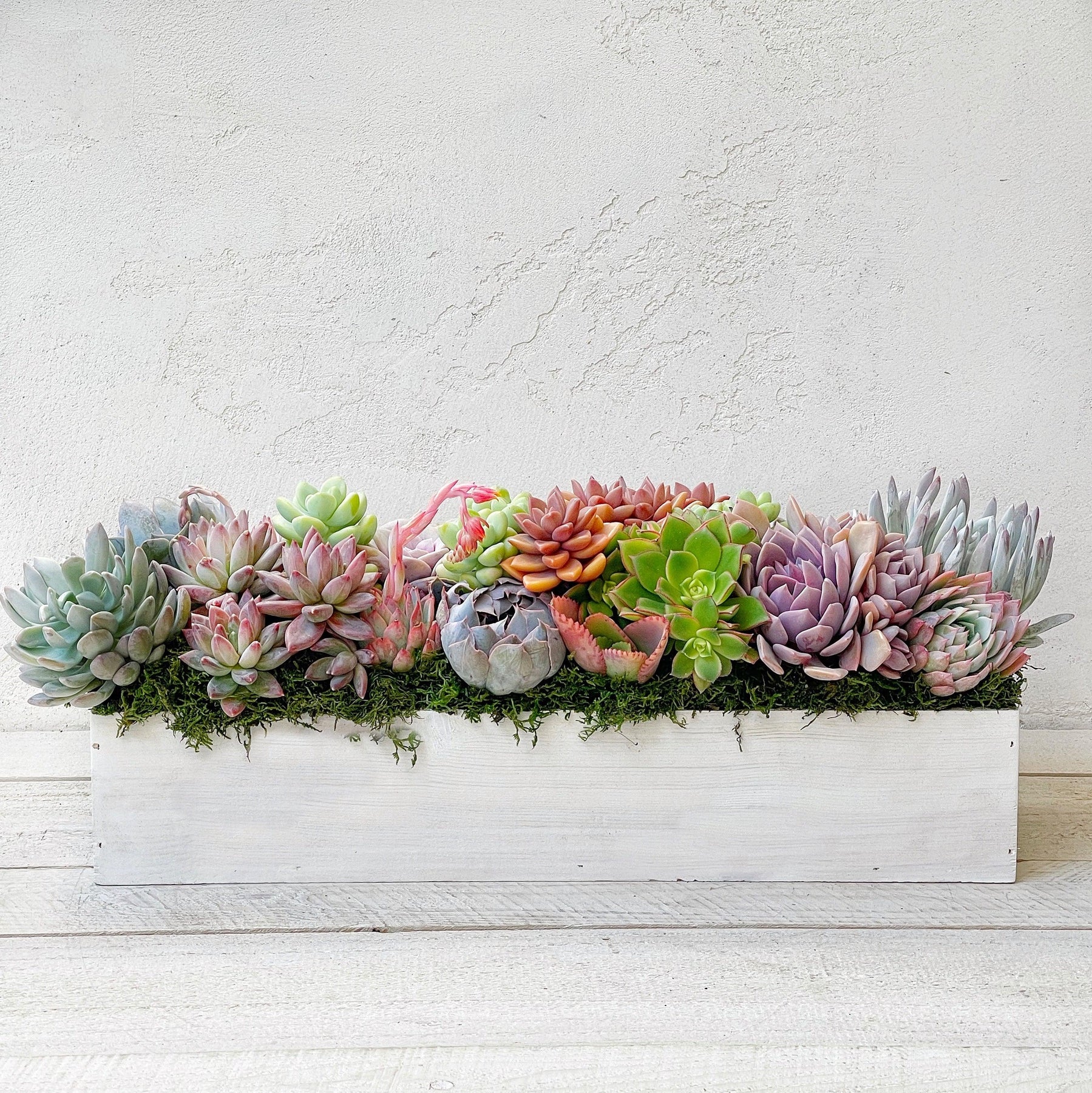 Clementine Succulent Planter.