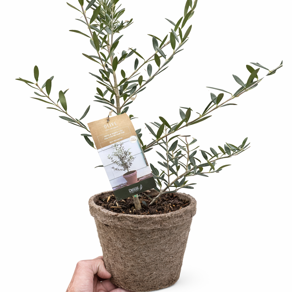 Common Olive Tree (Olea europaea)-Indoor Plants-The Succulent Source