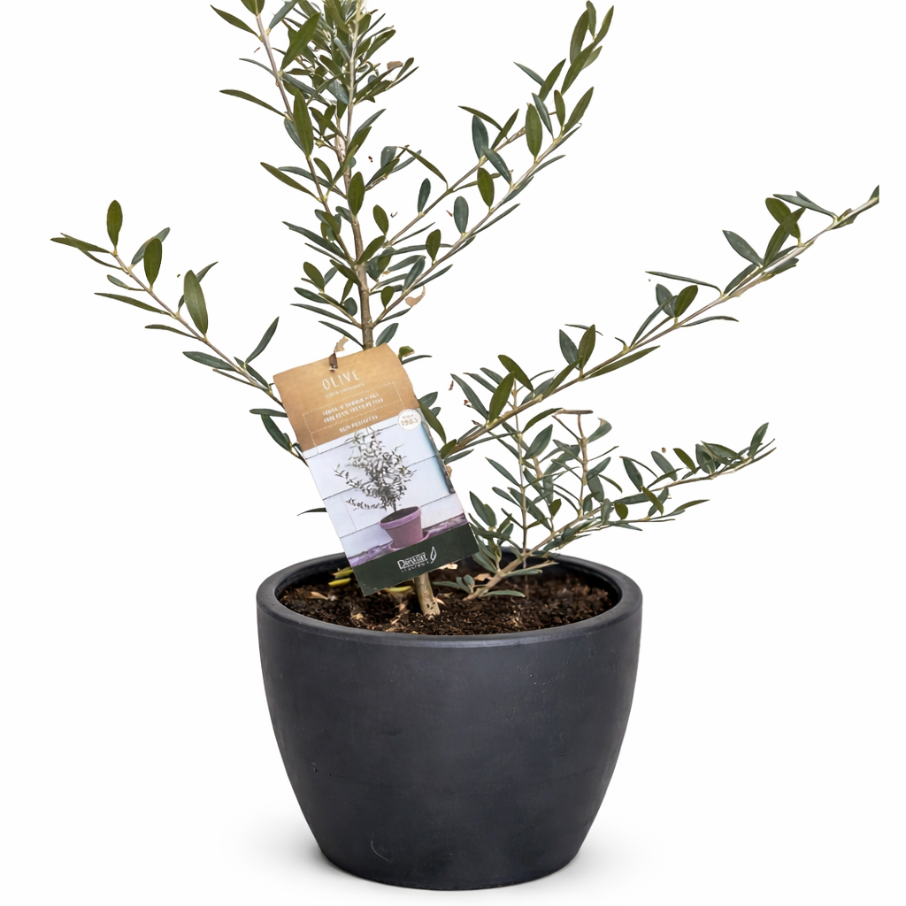 Common Olive Tree (Olea europaea)-Indoor Plants-The Succulent Source