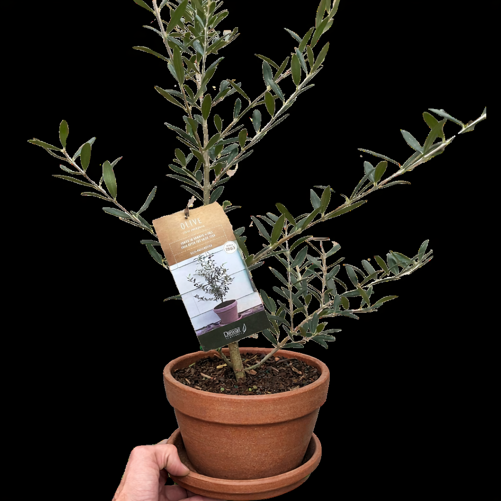Common Olive Tree (Olea europaea)-Indoor Plants-The Succulent Source