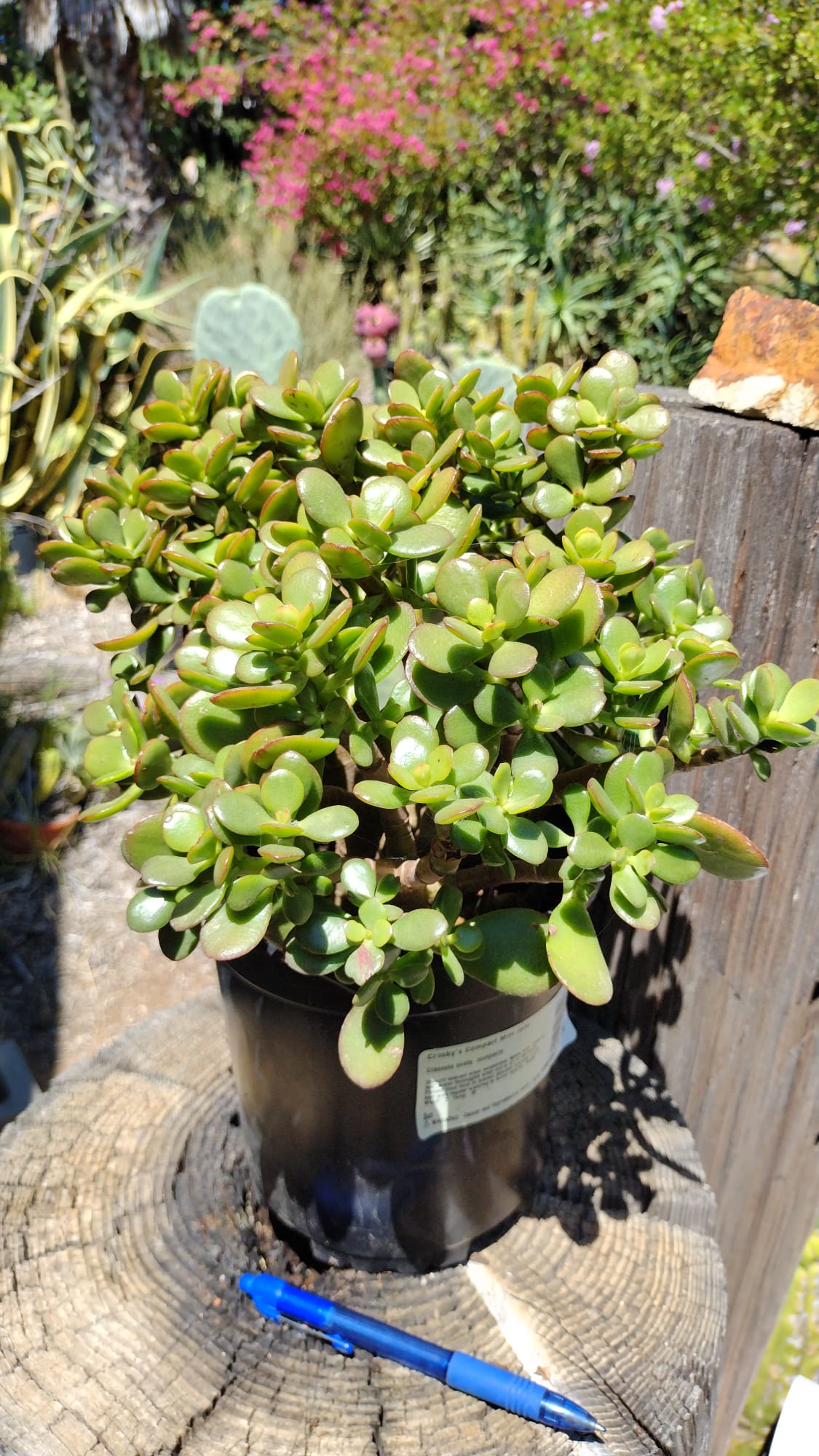 Compact Jade- 1 Gallon-Succulent - Large-The Succulent Source