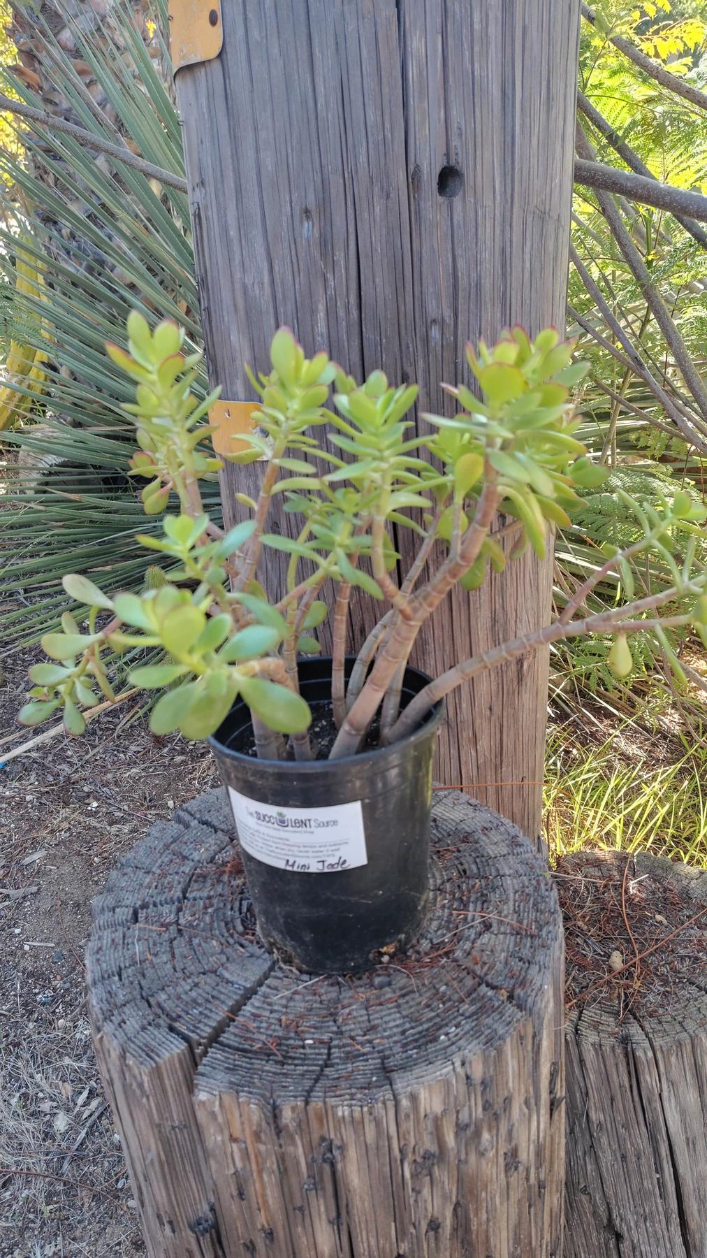 Compact Mini Jade & Ripple Jade- 1 Gallon-Succulent - Large-The Succulent Source