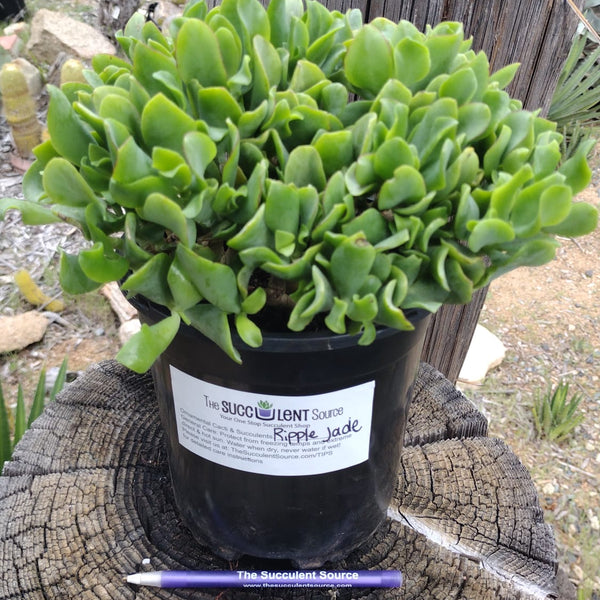 coral jade succulent Compact Mini Jade & Ripple Jade- 1 Gallon