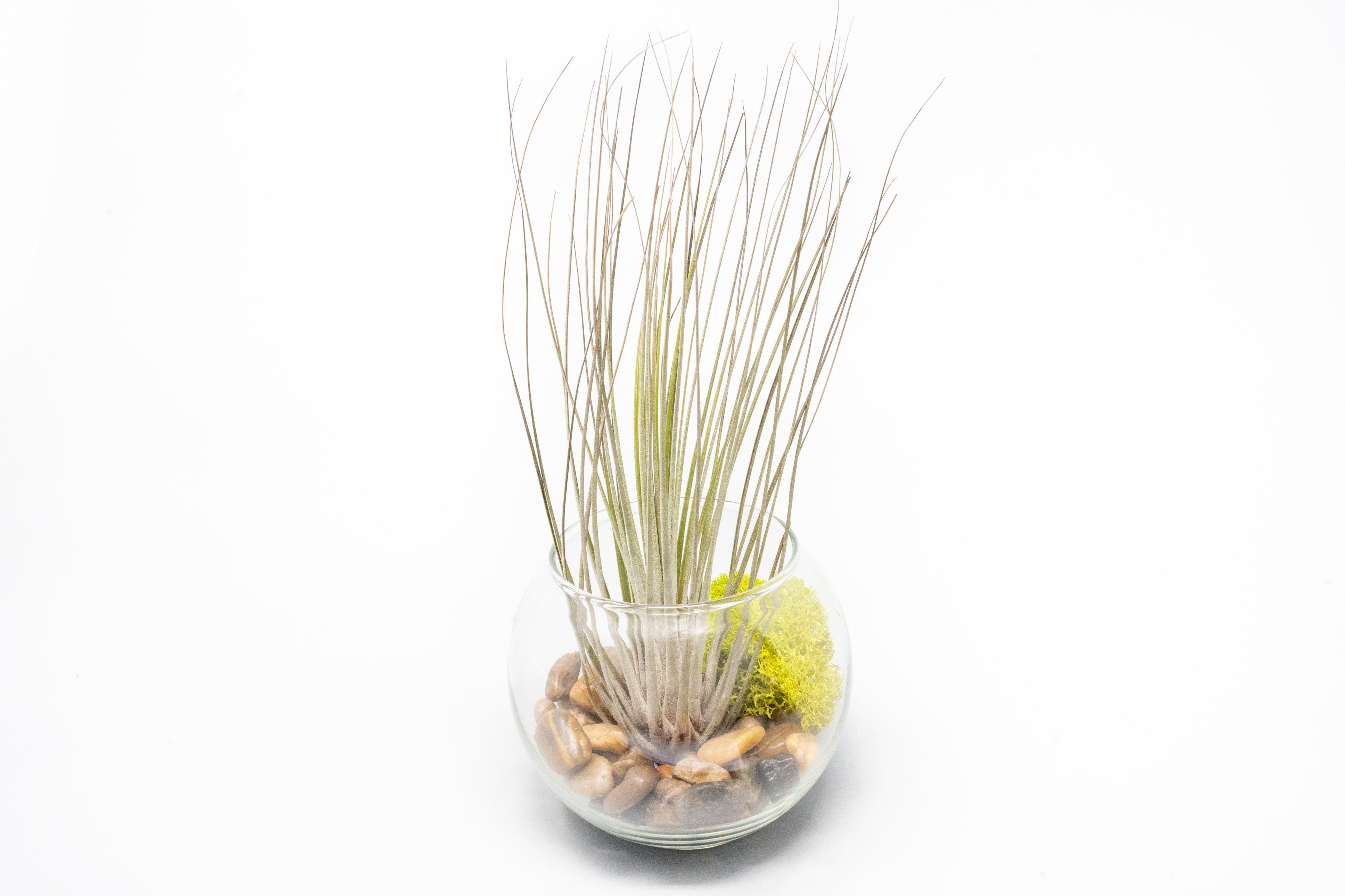 Complete Bubble Trio Terrariums with Tillandsia Juncea, Butzii, and Harrisii Air Plants-terrarium-The Succulent Source