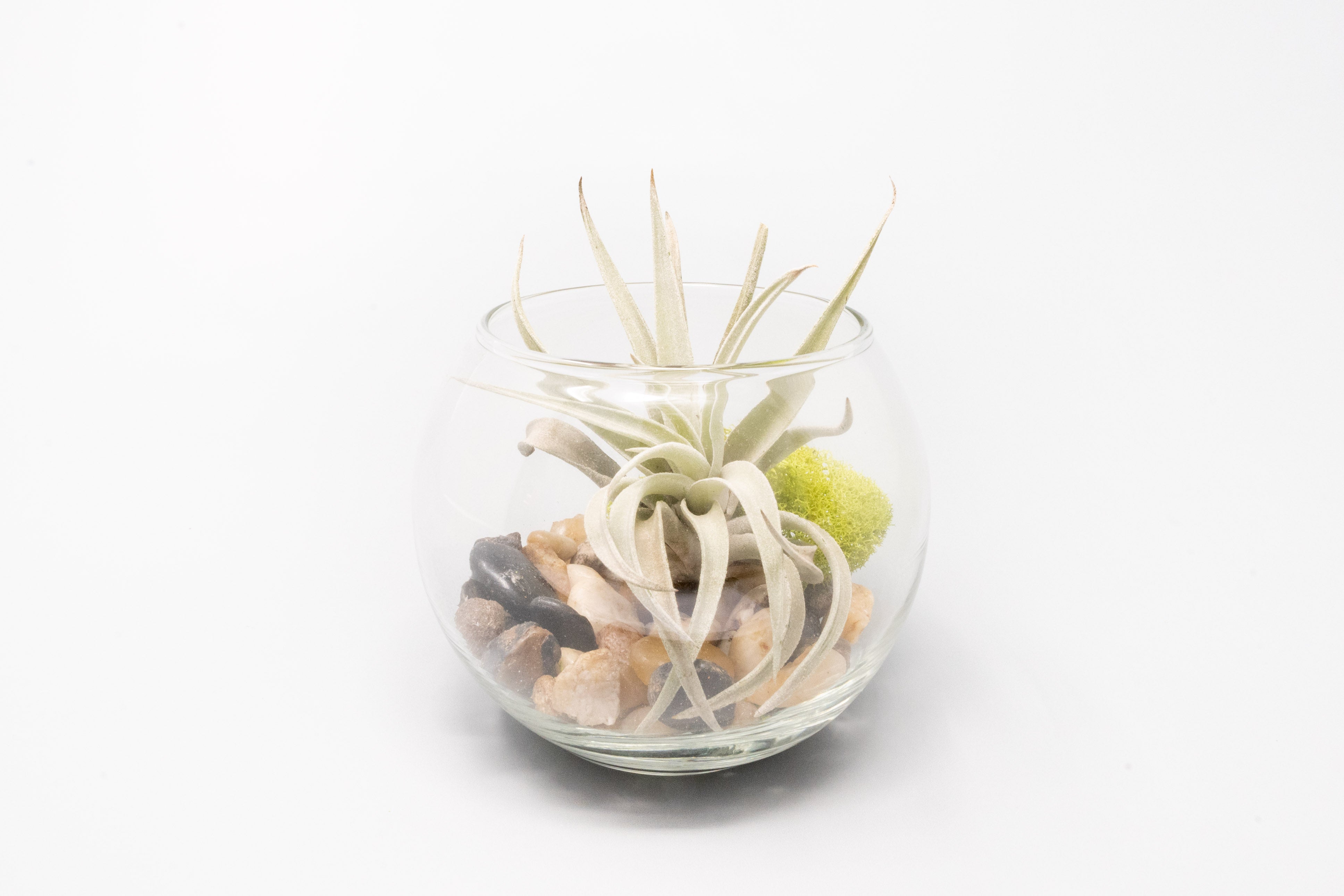 Complete Bubble Trio Terrariums with Tillandsia Juncea, Butzii, and Harrisii Air Plants-terrarium-The Succulent Source