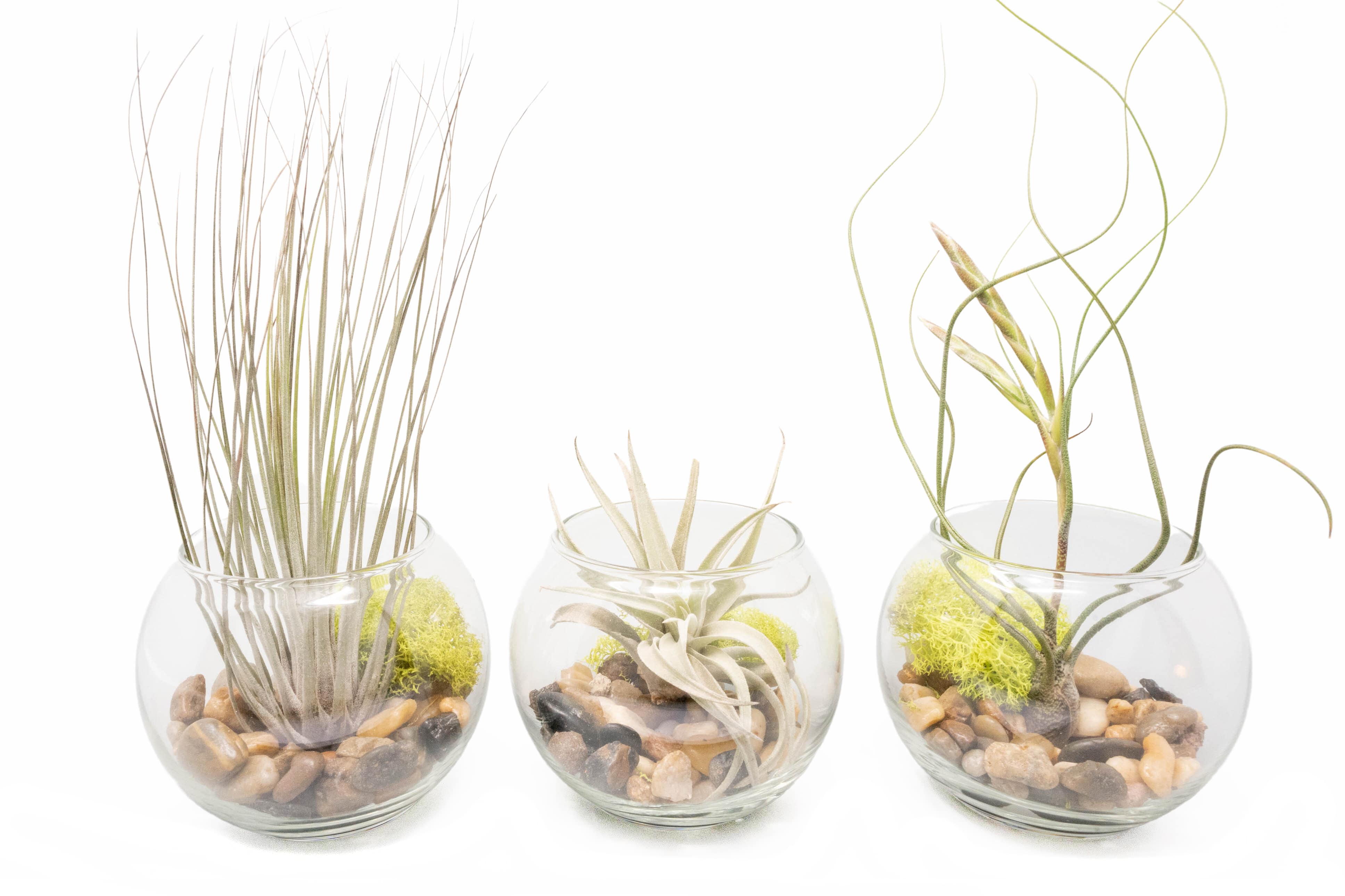 Complete Bubble Trio Terrariums with Tillandsia Juncea, Butzii, and Harrisii Air Plants-terrarium-The Succulent Source